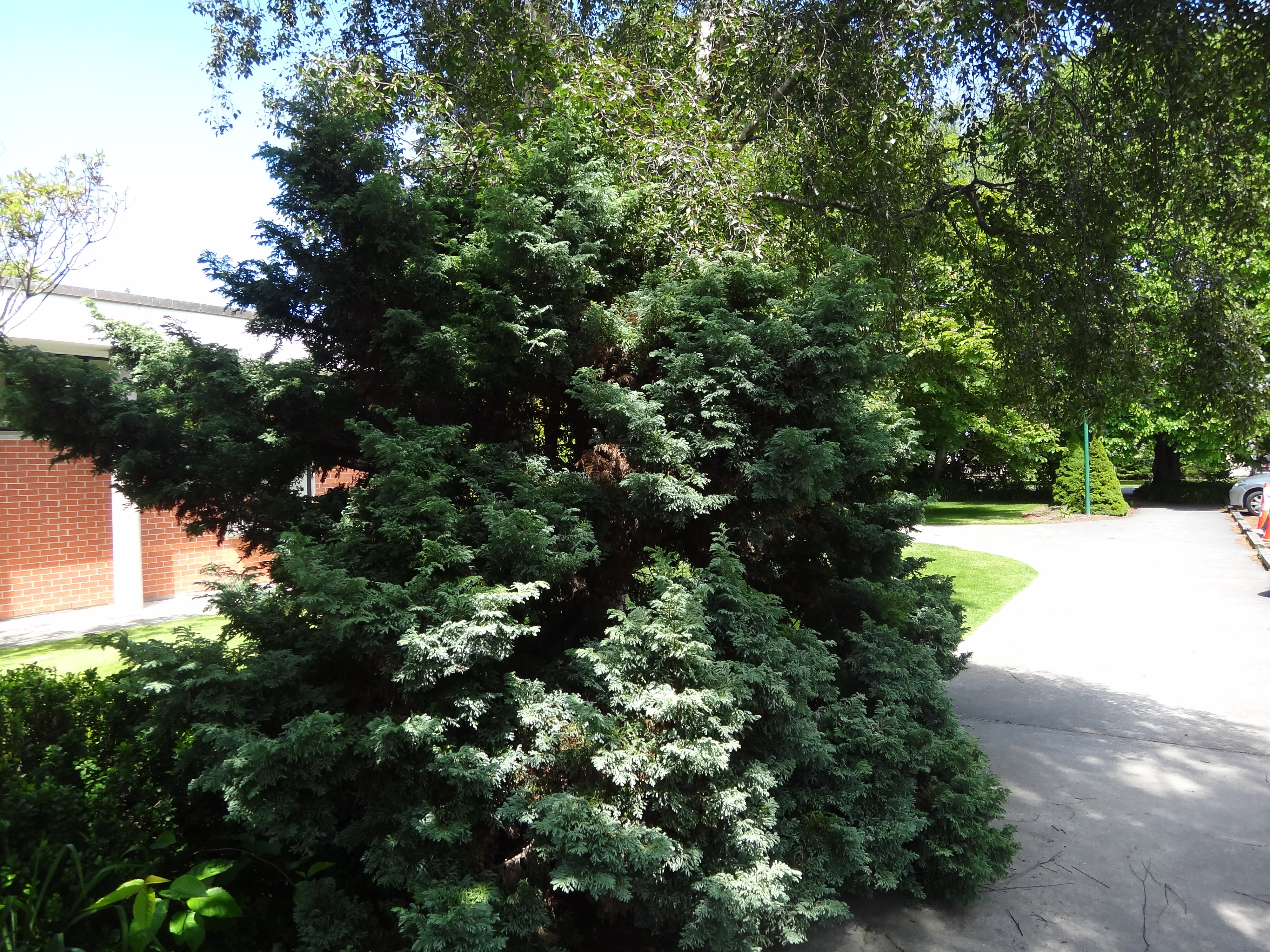 Chamaecyparis pisifera Boulevard 2