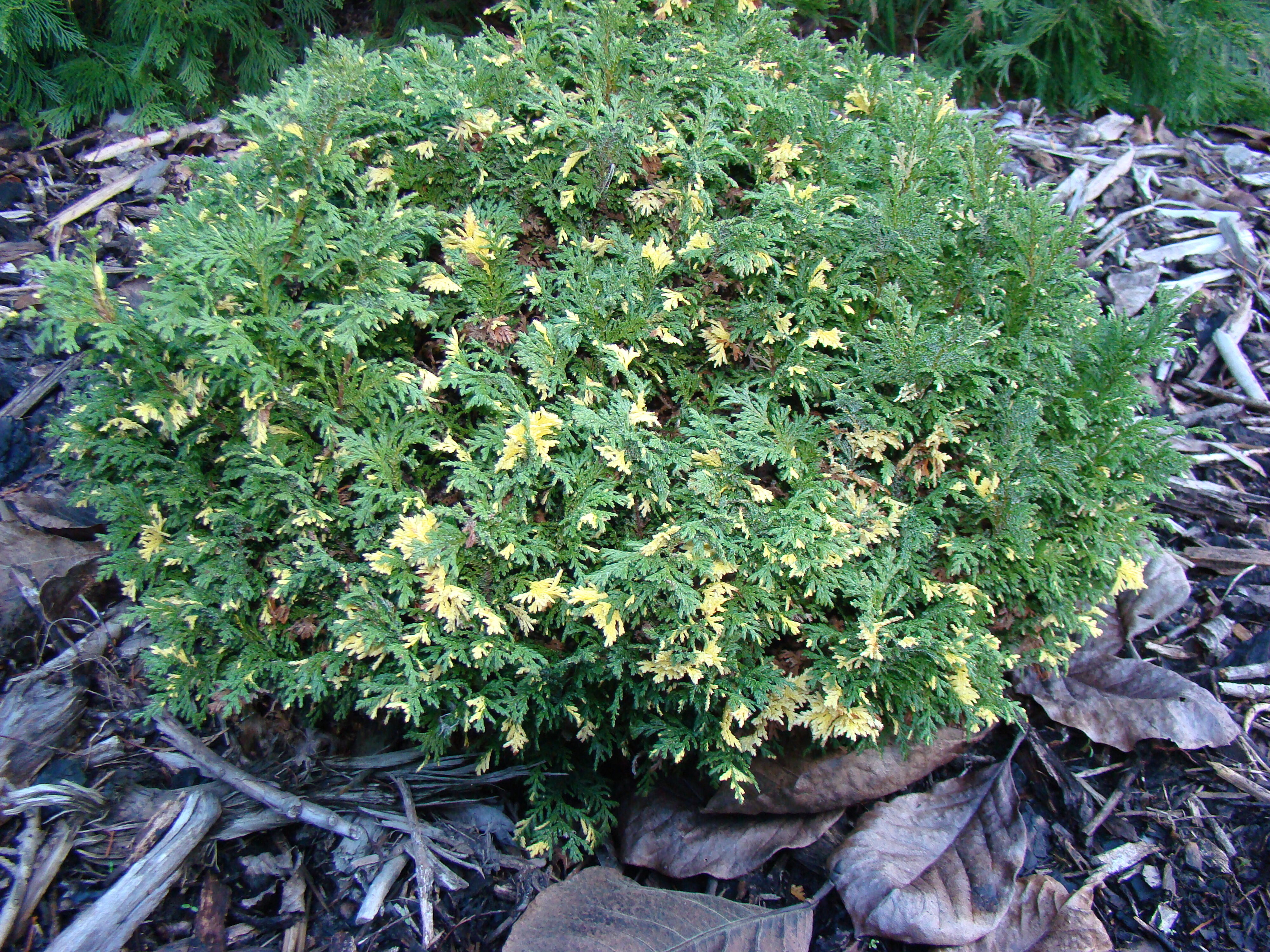 Chamaecyparis pisifera Compacta Variegata 1