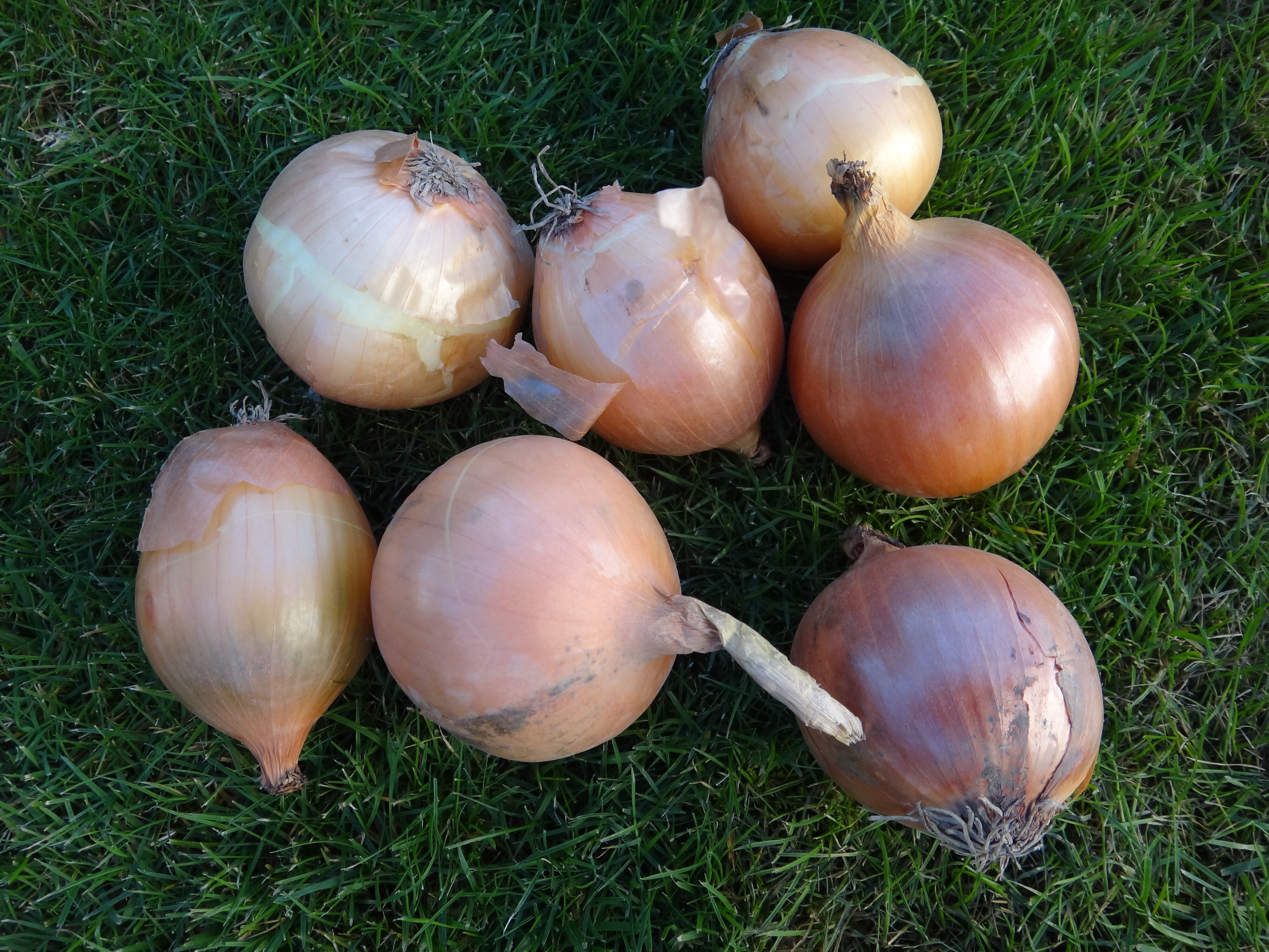 Allium cepa Pukekohe Longkeeper