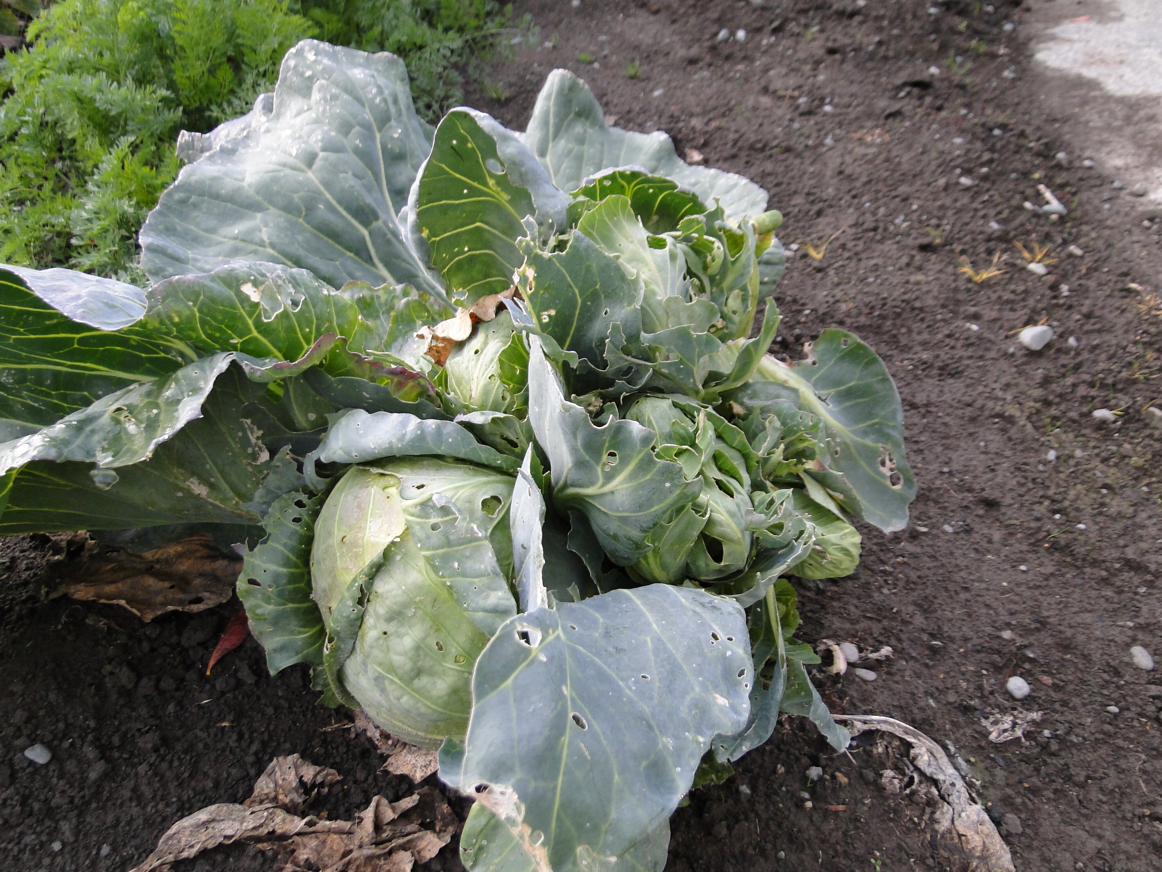 Cabbages from axillary buds after removal of main head