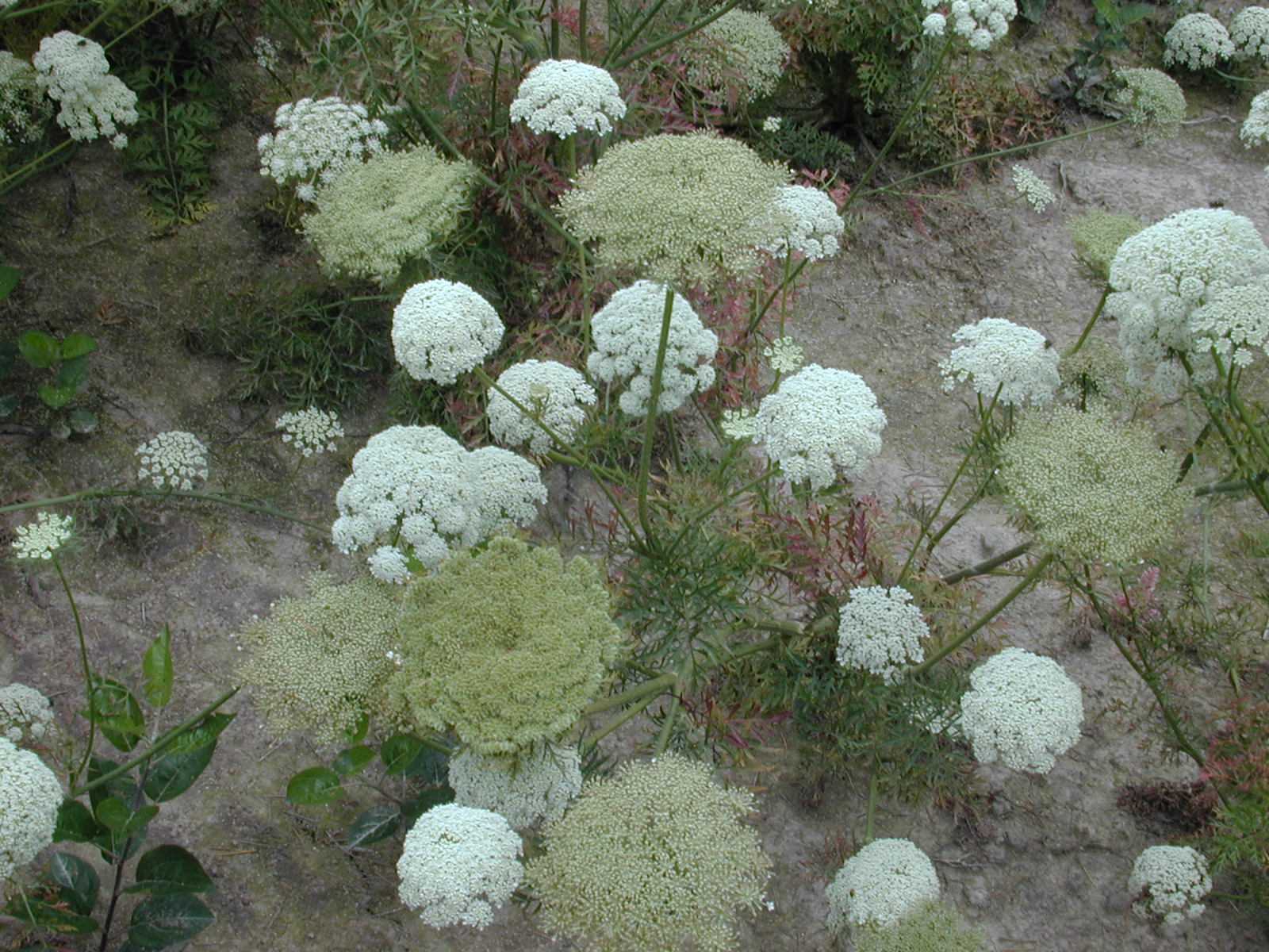 Carrots in flower 1