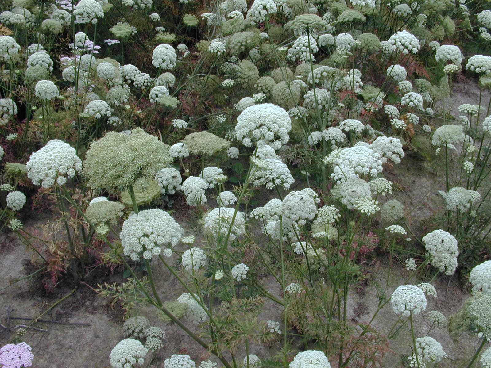 Carrots in flower 2