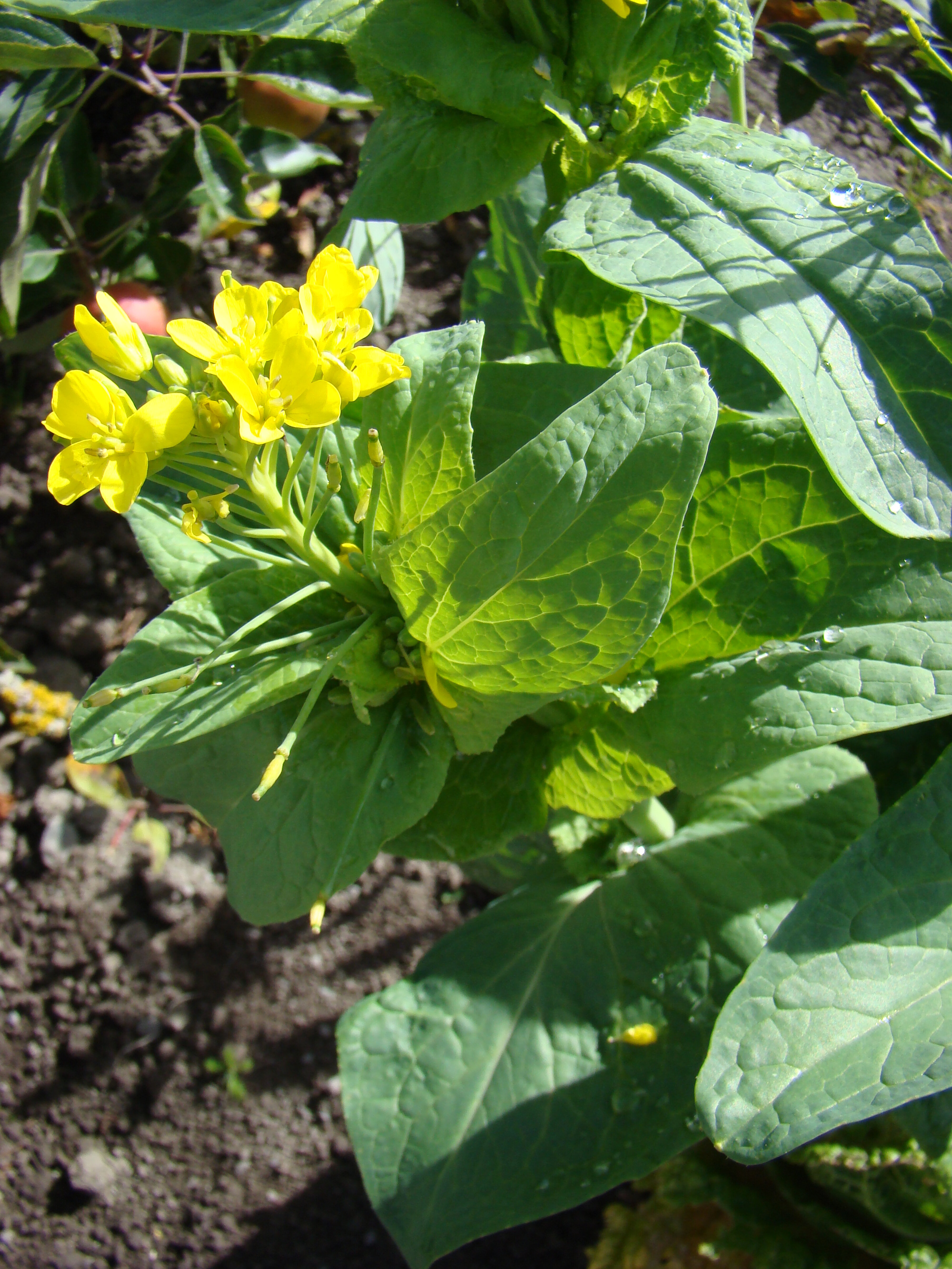 Chinese cabbage in flower 2