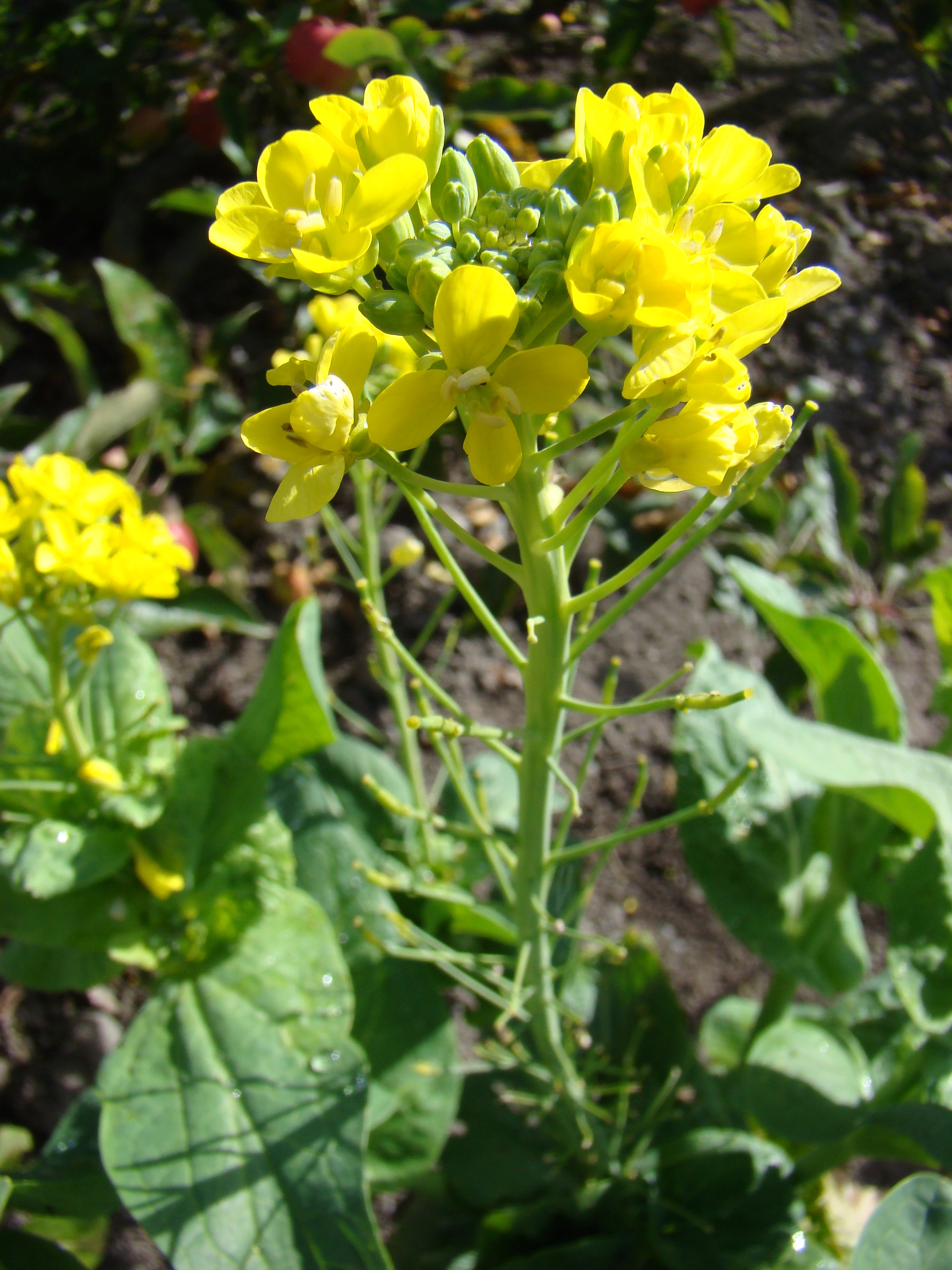 Chinese cabbage in flower 3