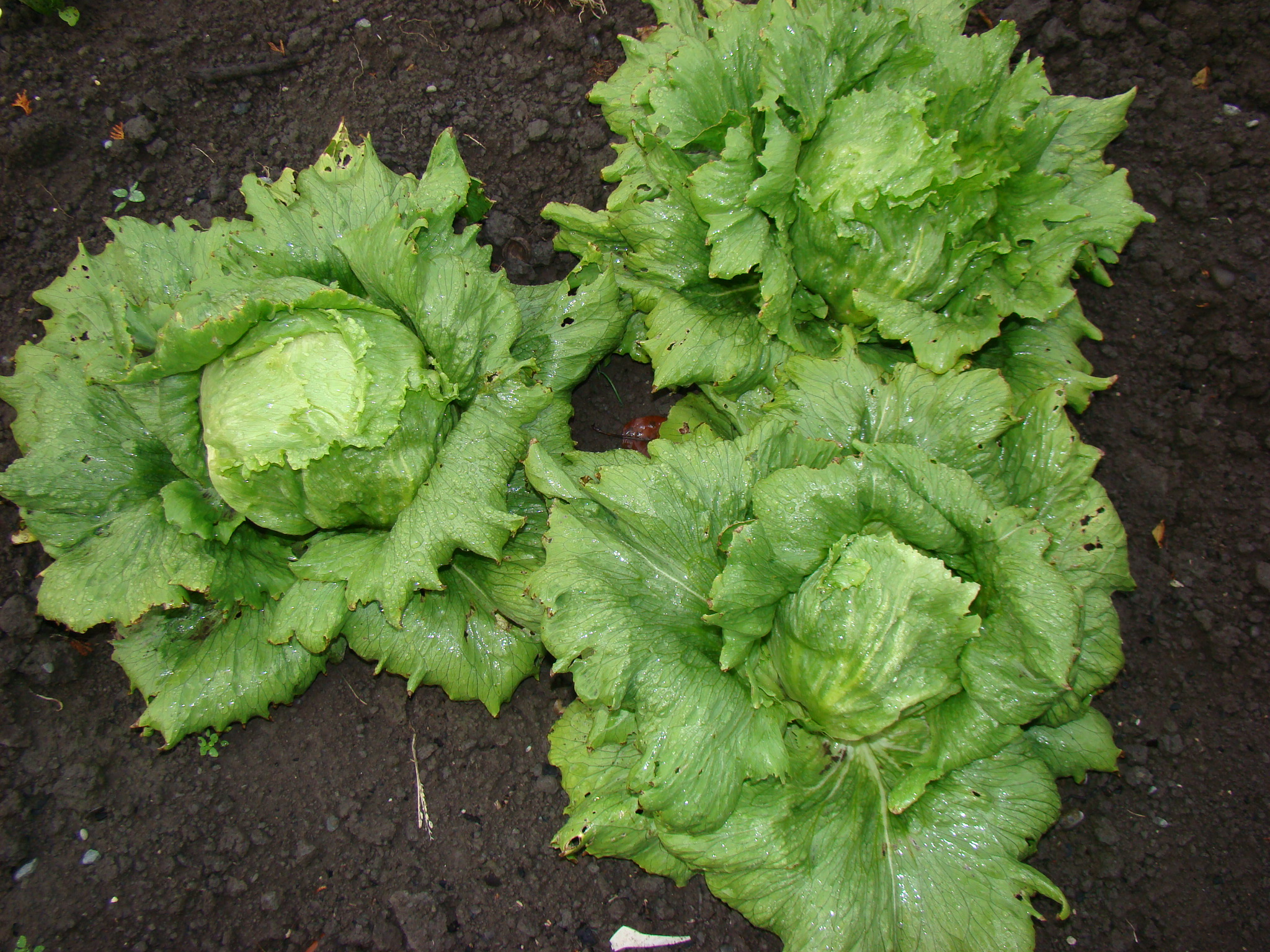 Lactuca sativa Iceberg 1