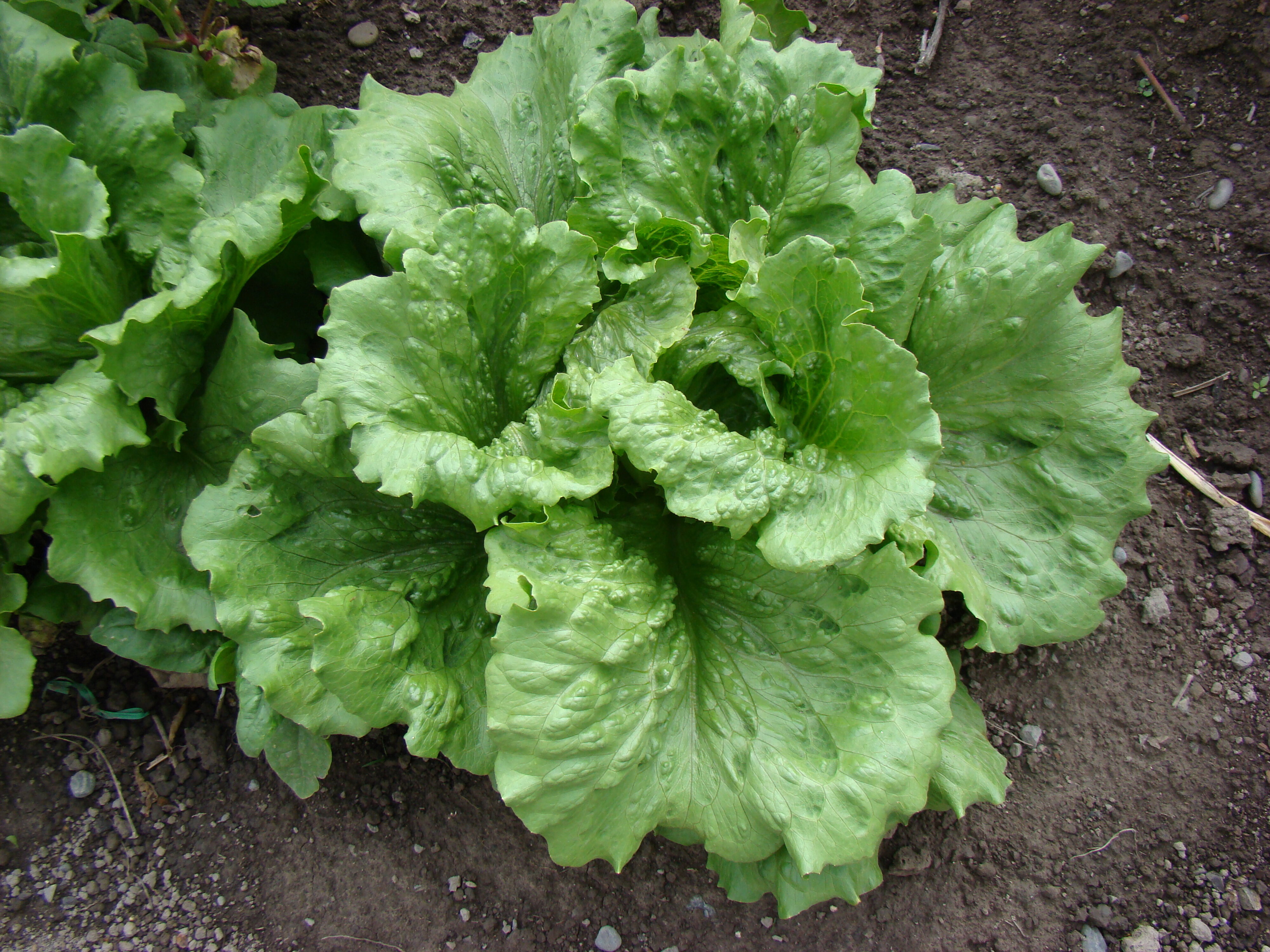 Lactuca sativa Iceburg 2