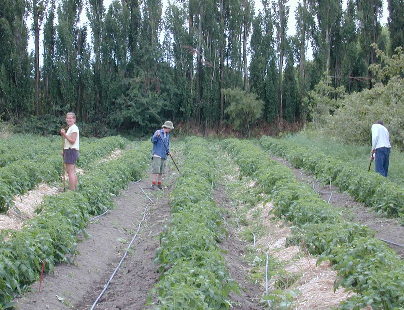 Lycopersicon esculentum Tomato Beef steak