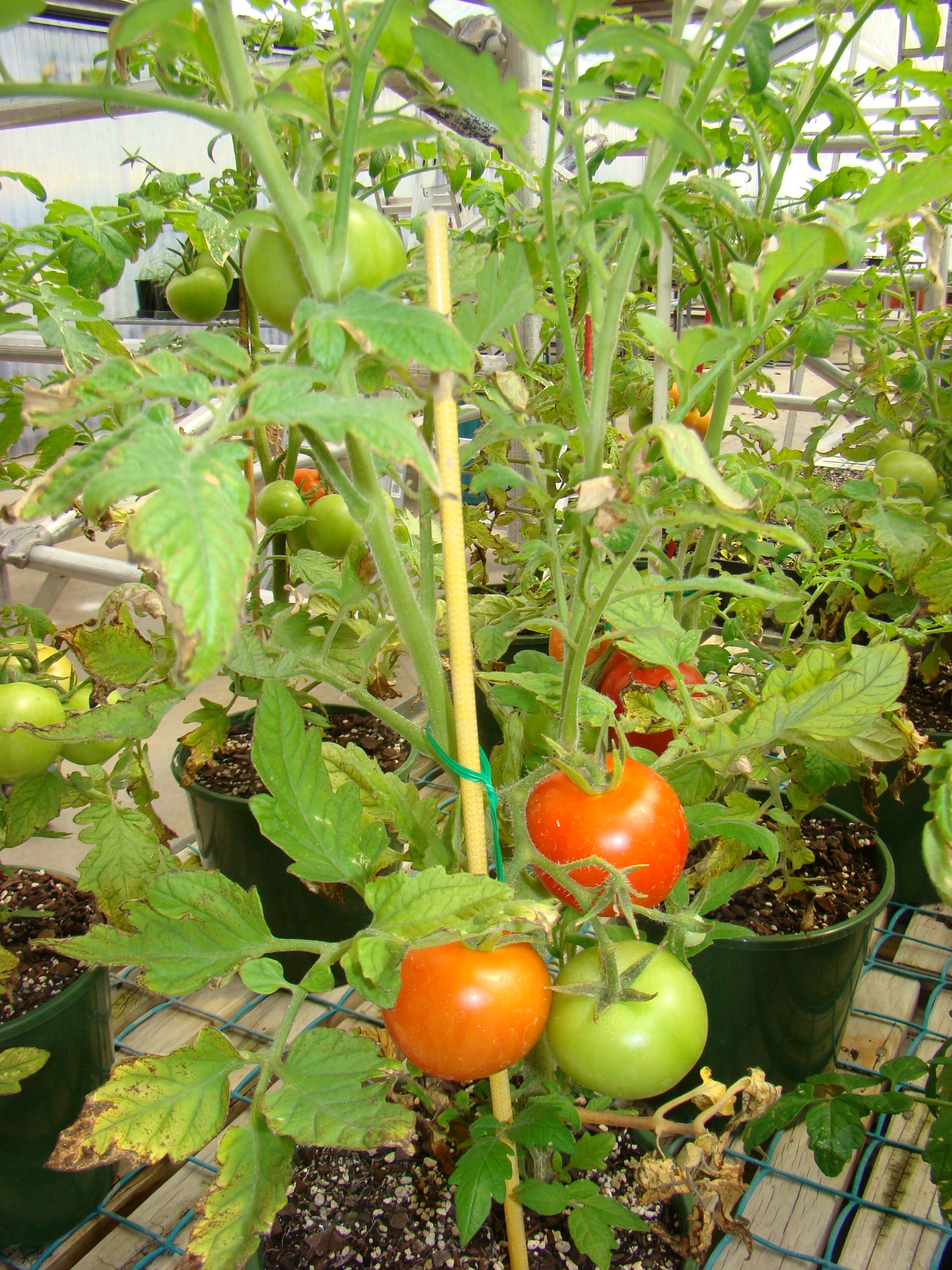 Lycopersicon esculentum tomatoes