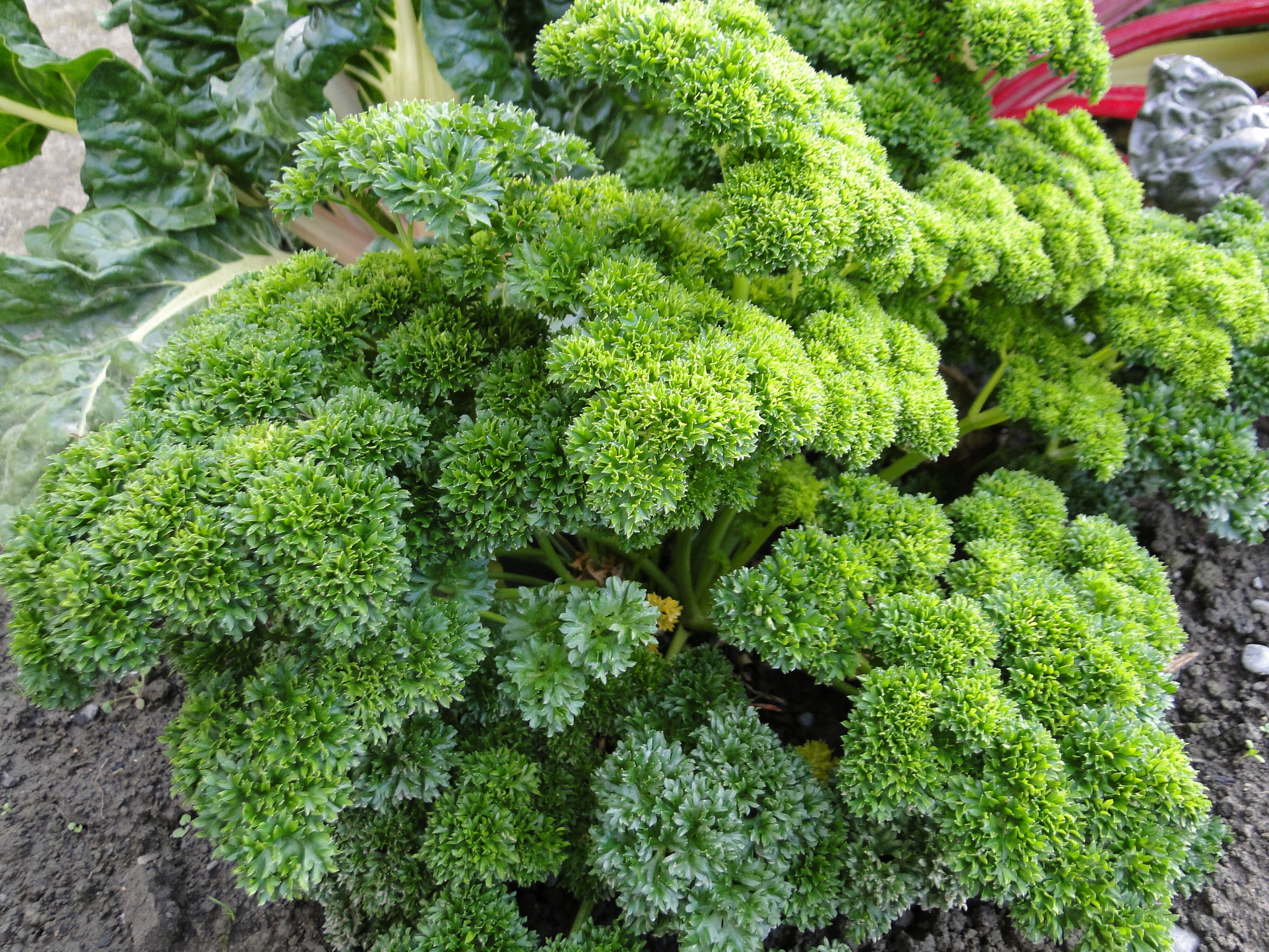 Petroselinum hortense parsley