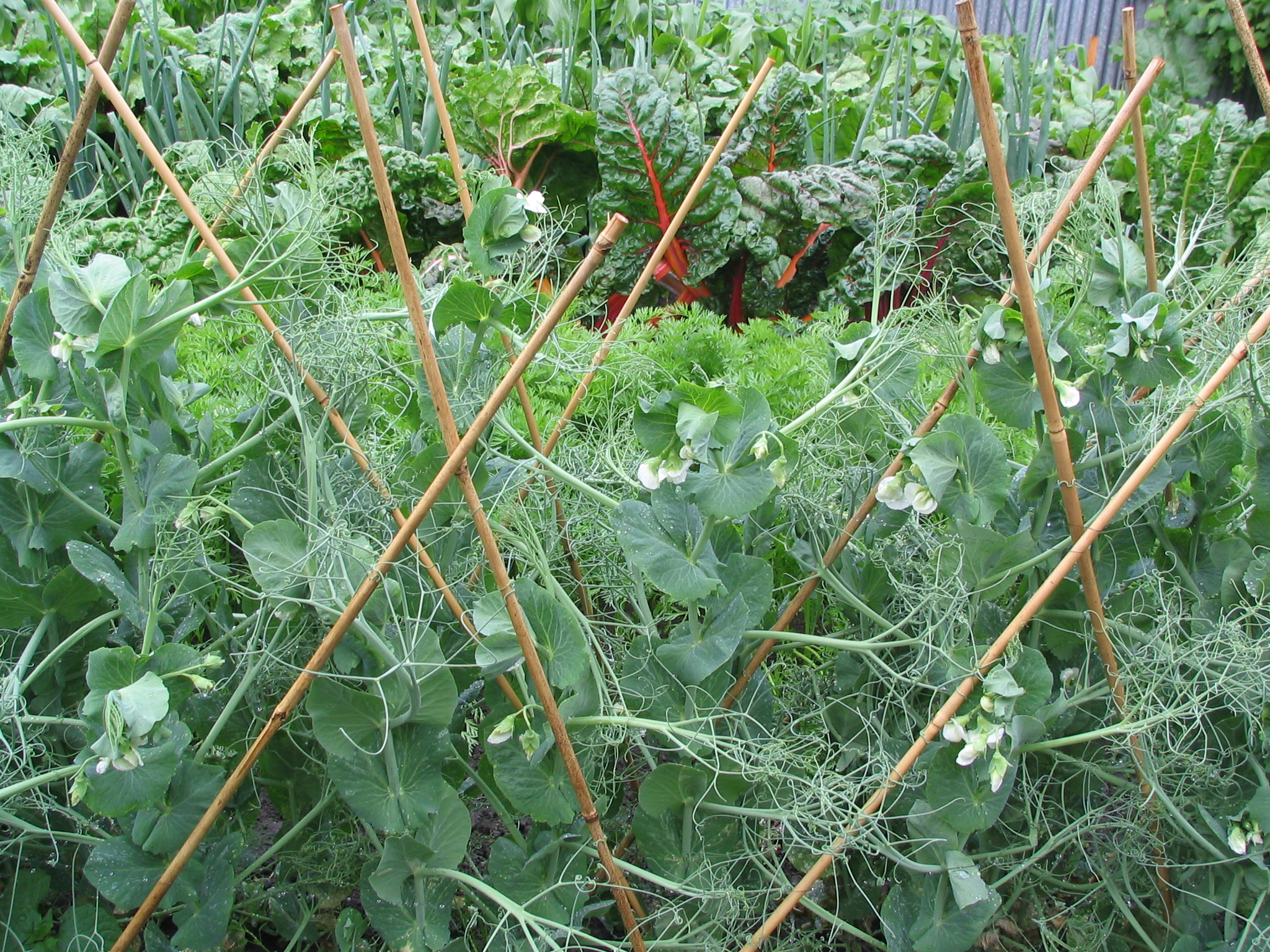 Pisum sativum peas 1