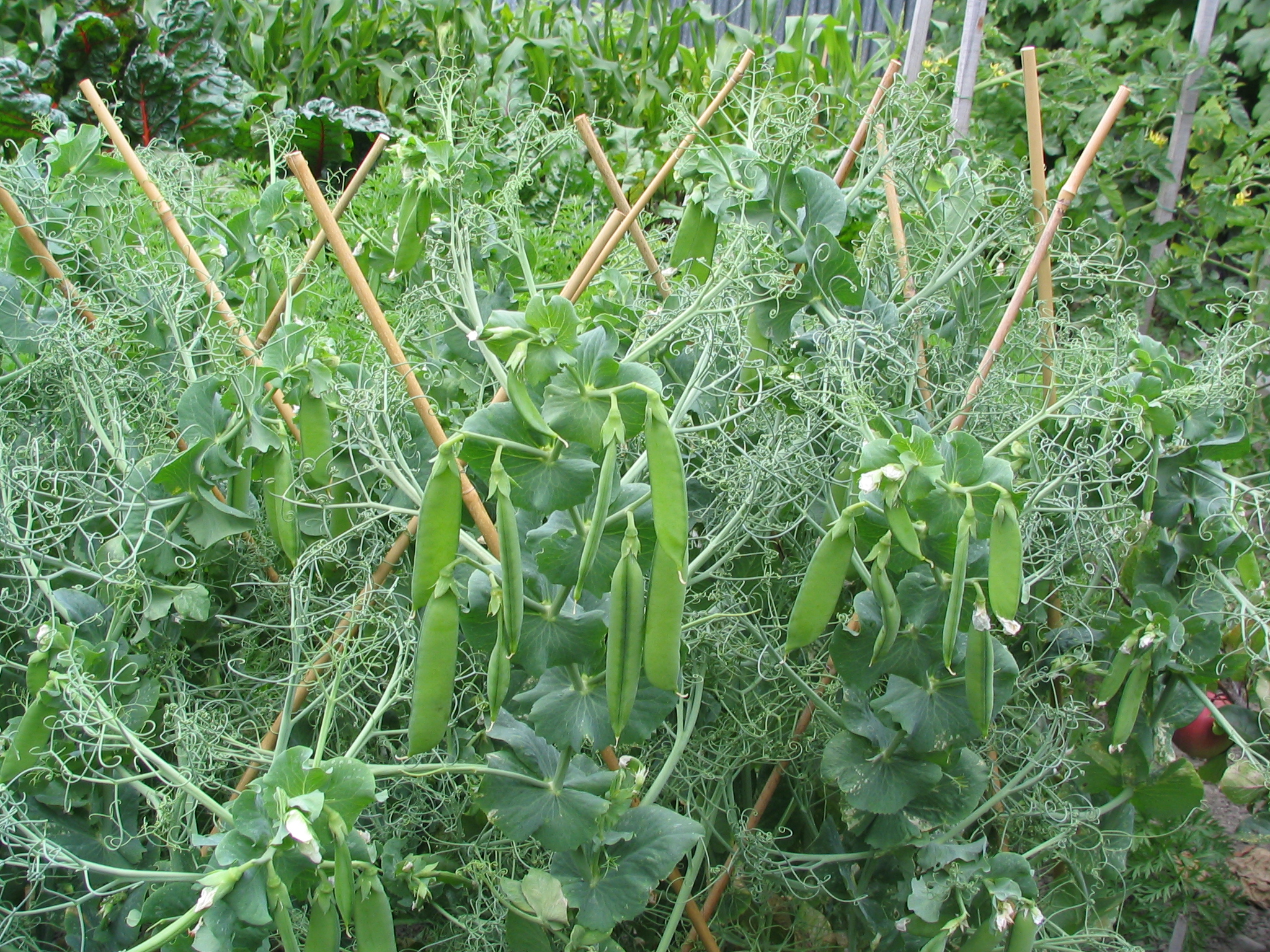 Pisum sativum peas 2