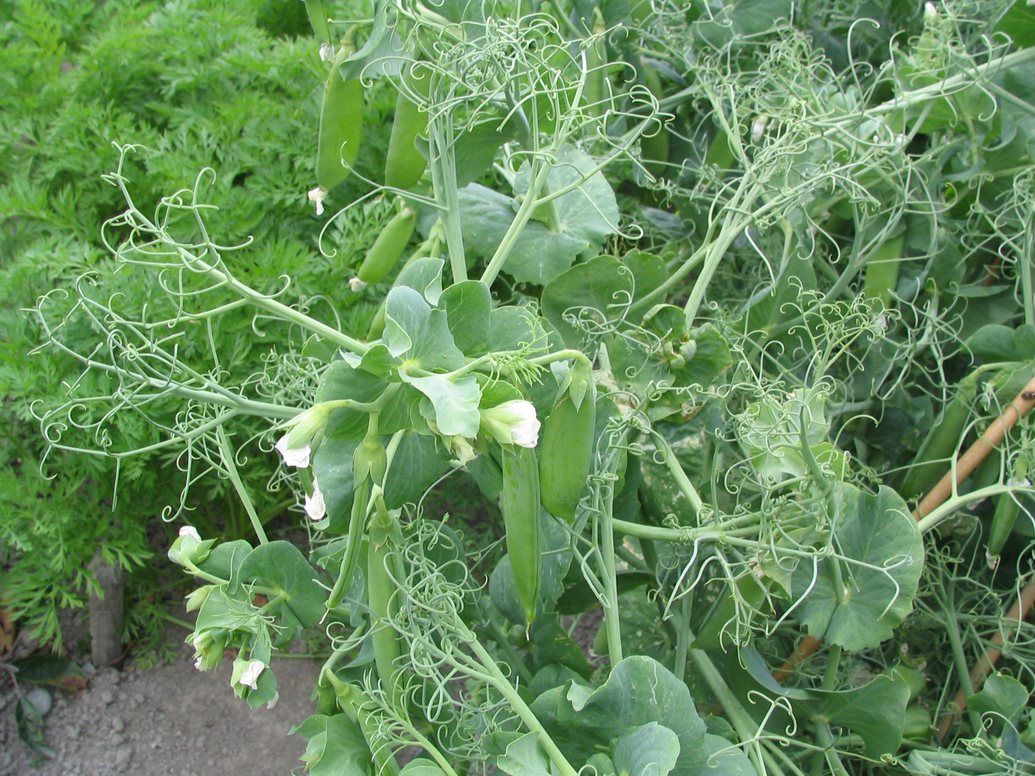 Pisum sativum peas 4