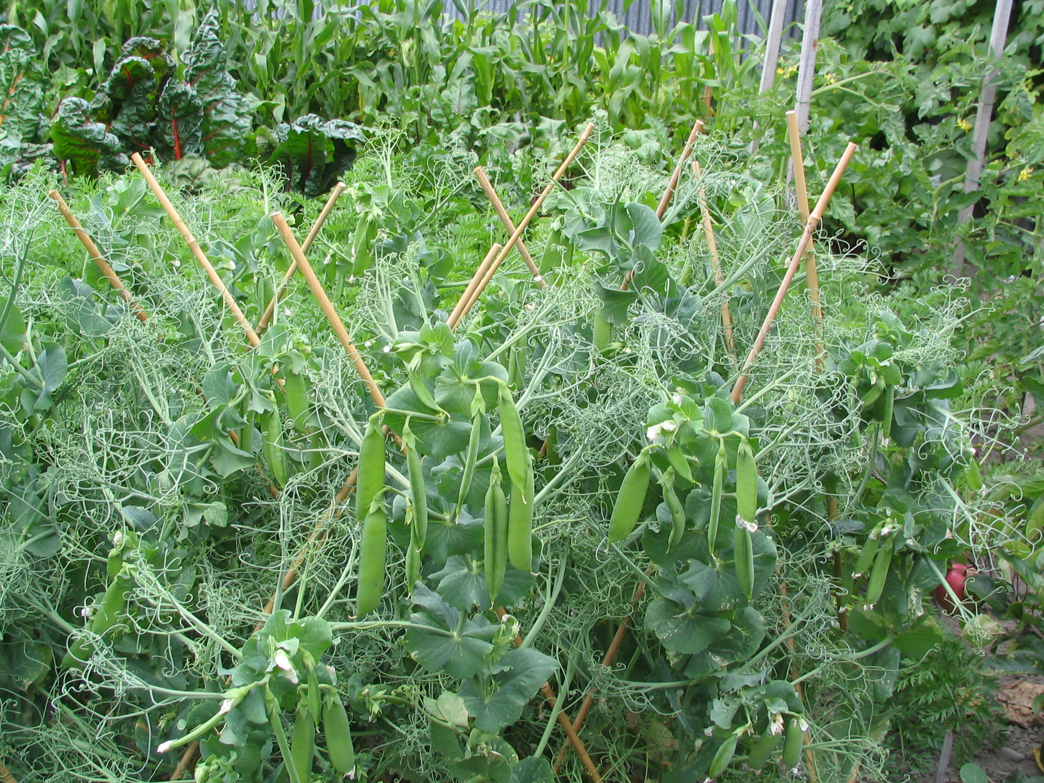 Pisum sativum peas 5