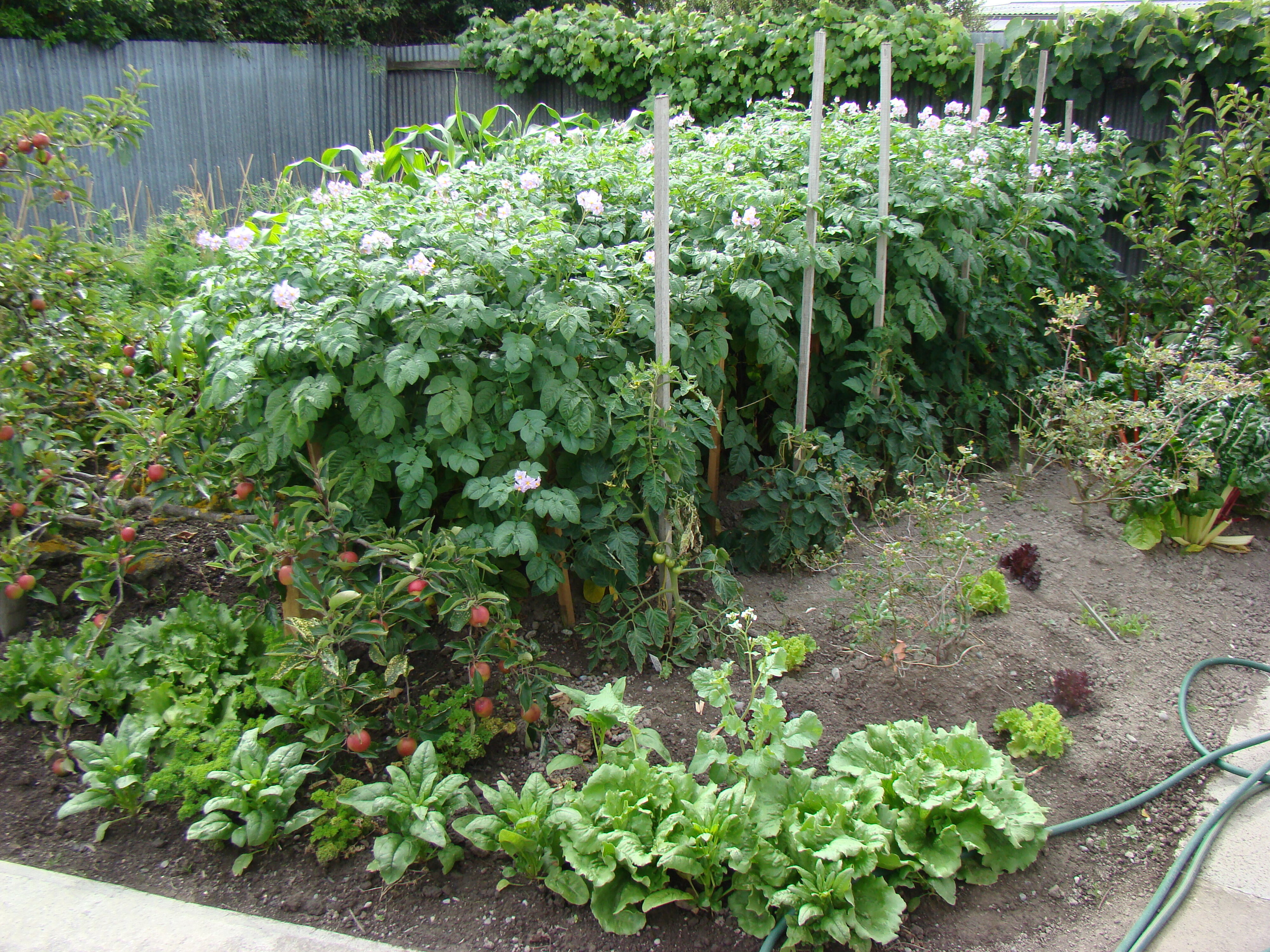 Solanum tuberosum Moonlight 1