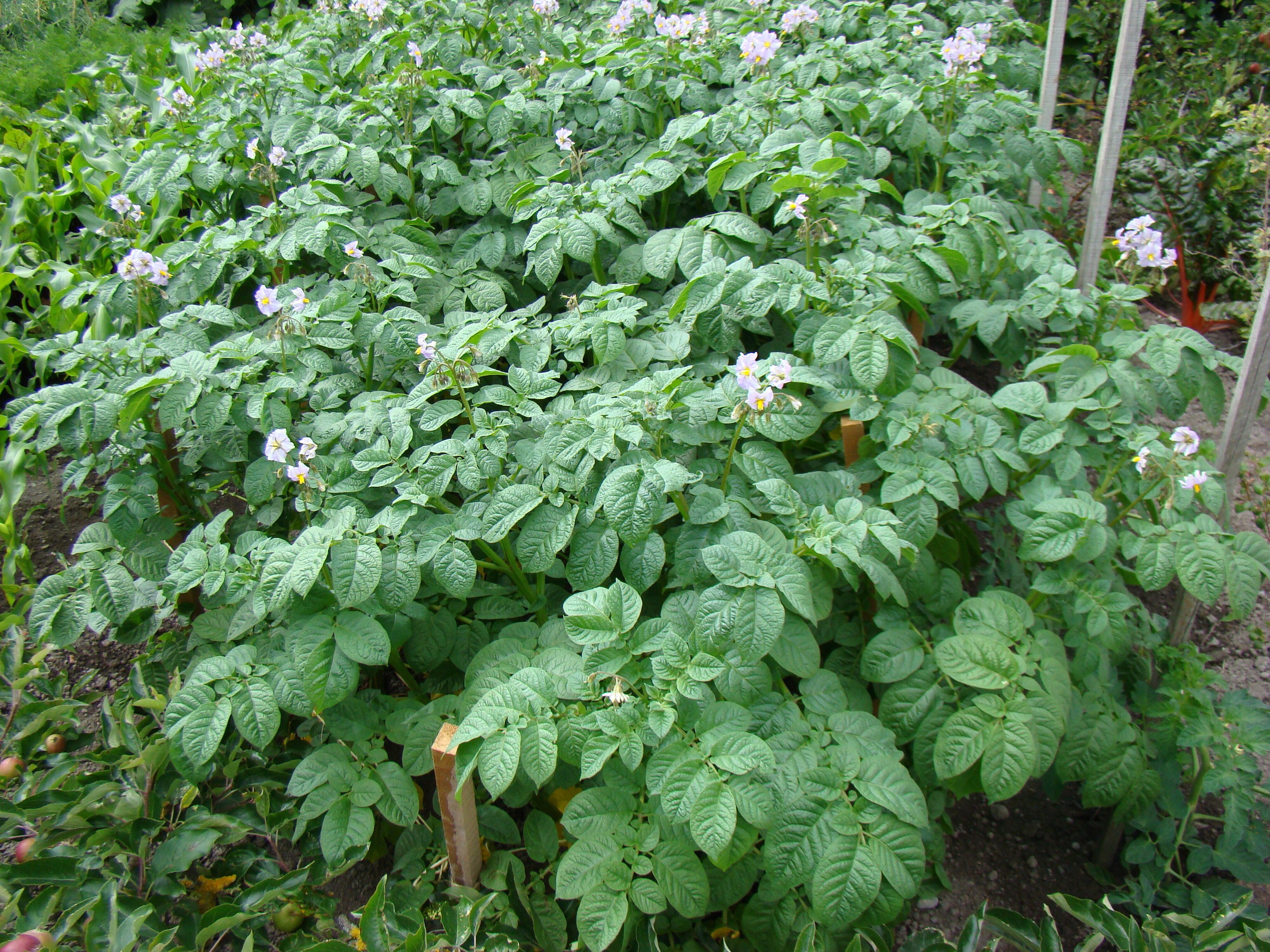 Solanum tuberosum Moonlight 3