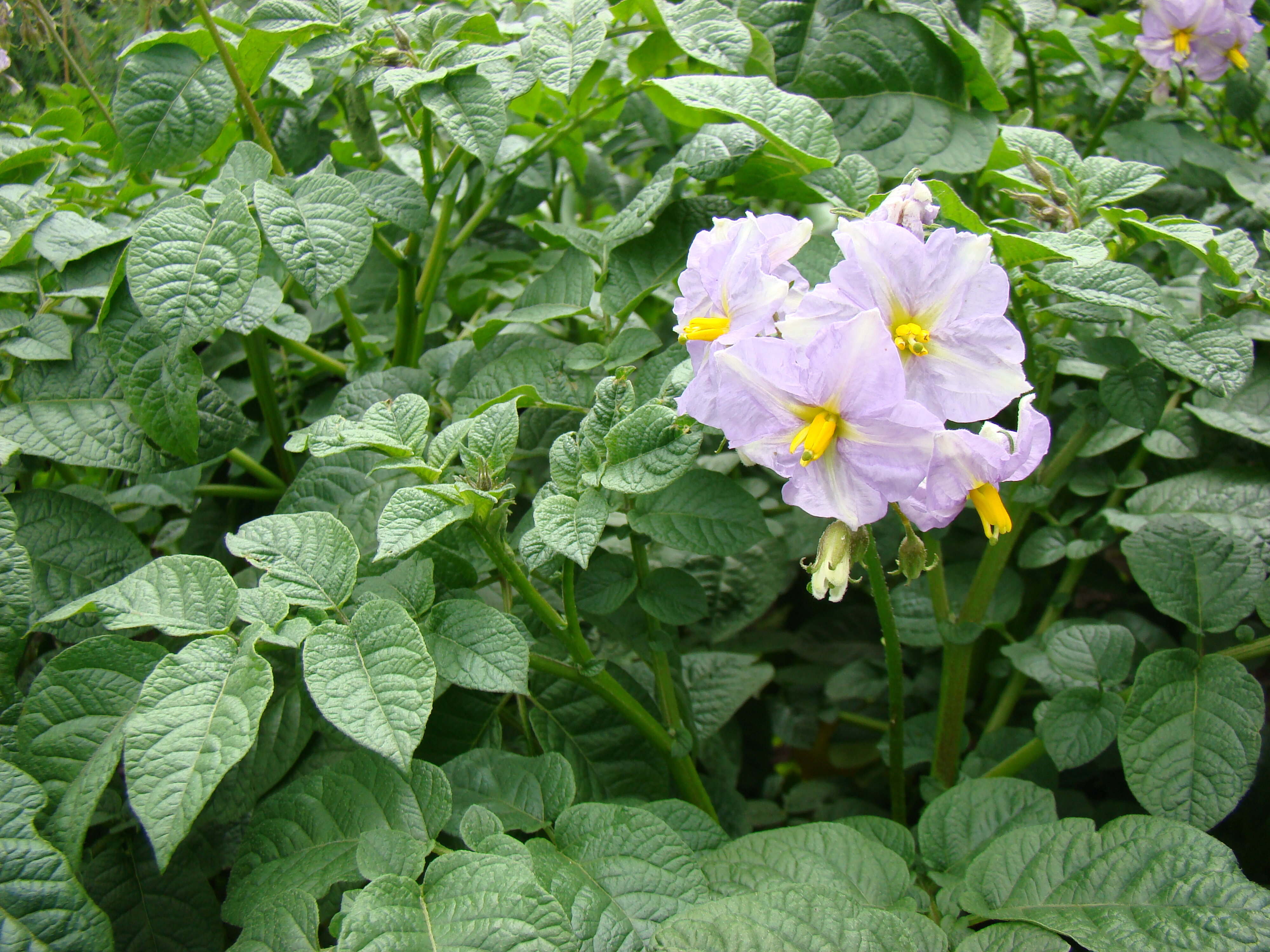 Solanum tuberosum Moonlight 4