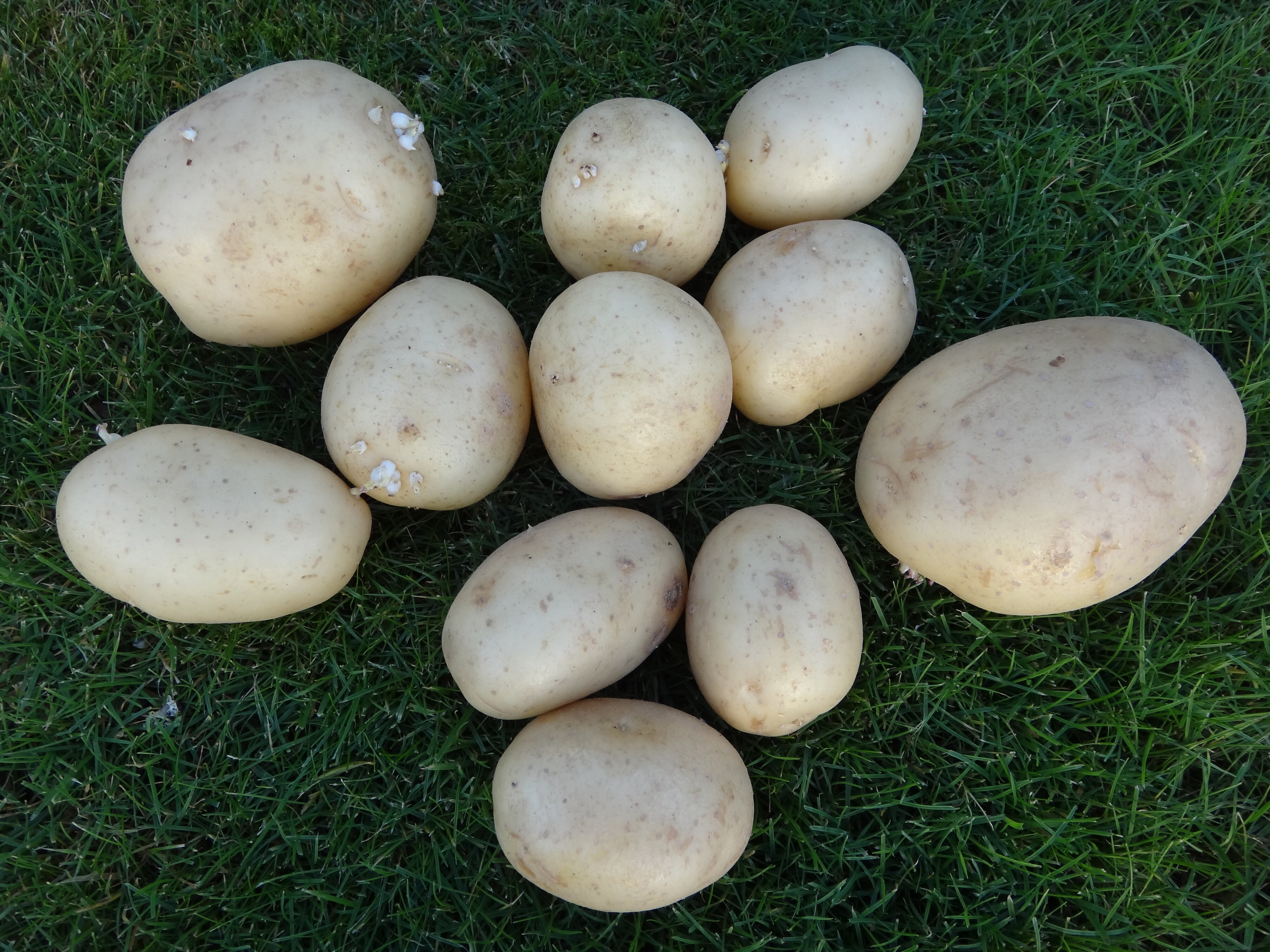 Solanum tuberosum Nadine