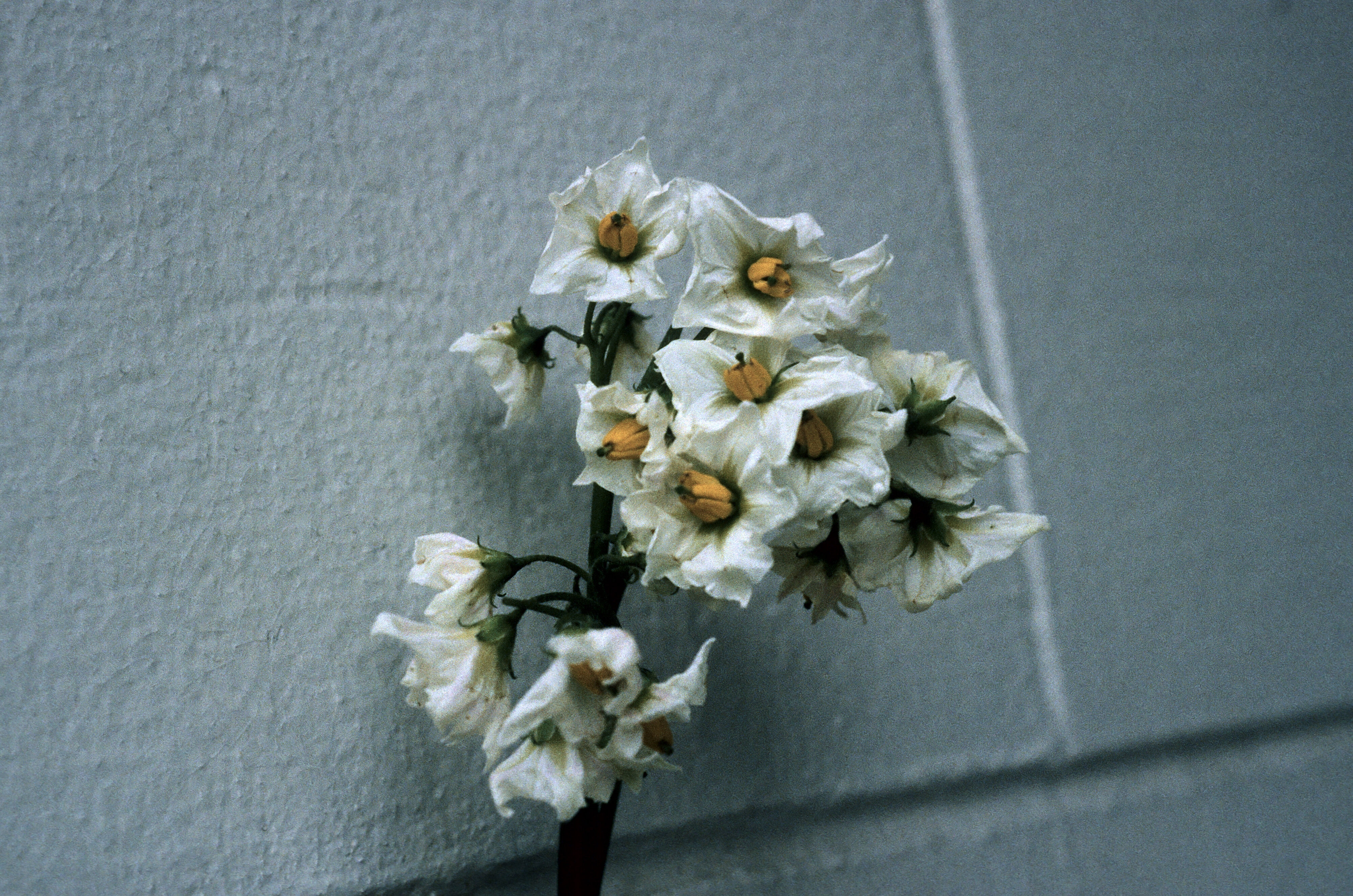 Solanum tuberosum Potato large flowers