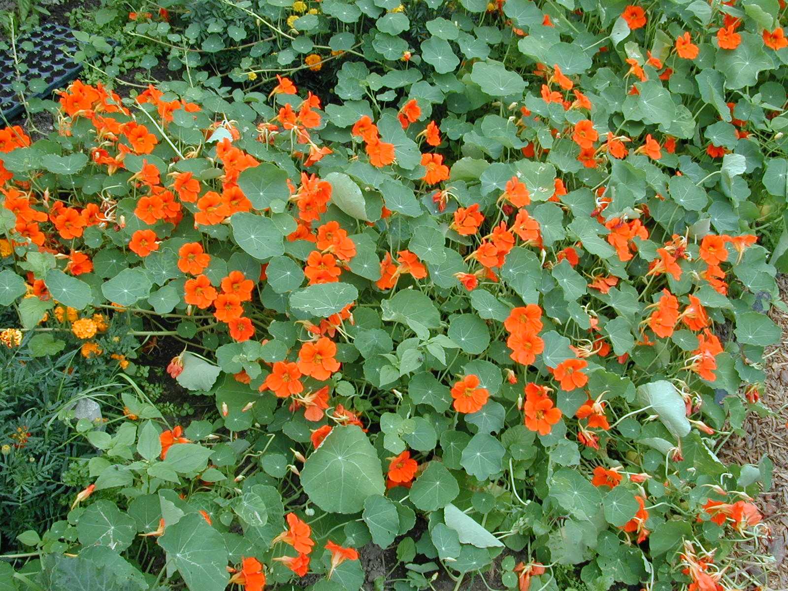 Tropaeolum majus nasturtium