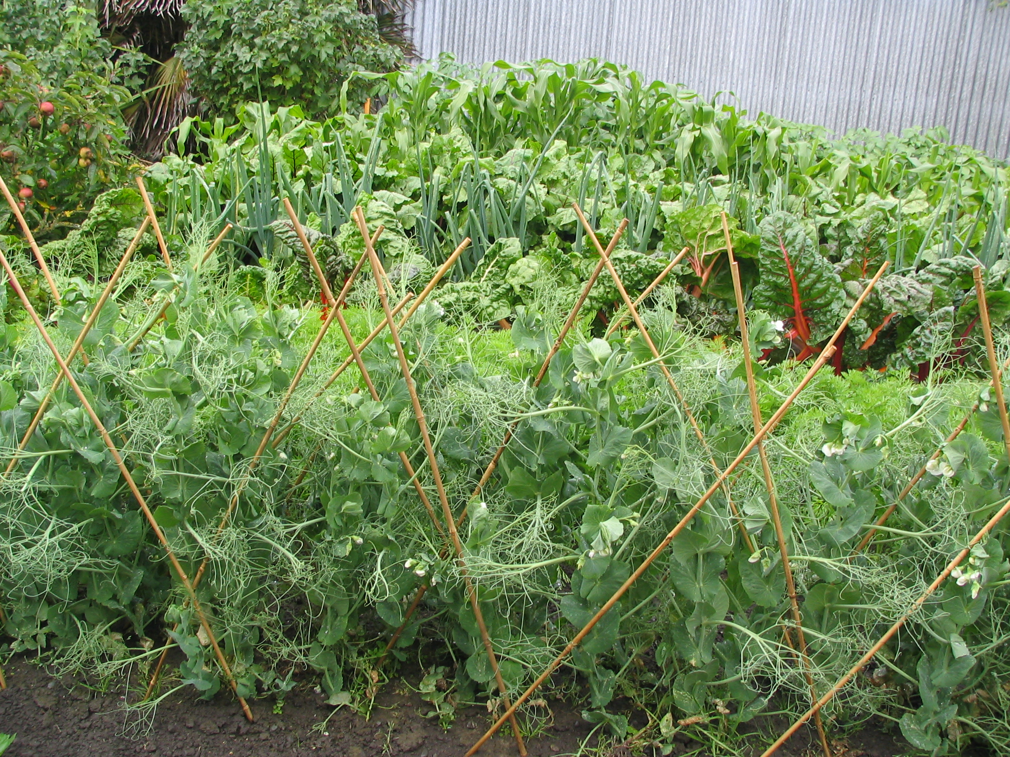 Vegetable garden 2