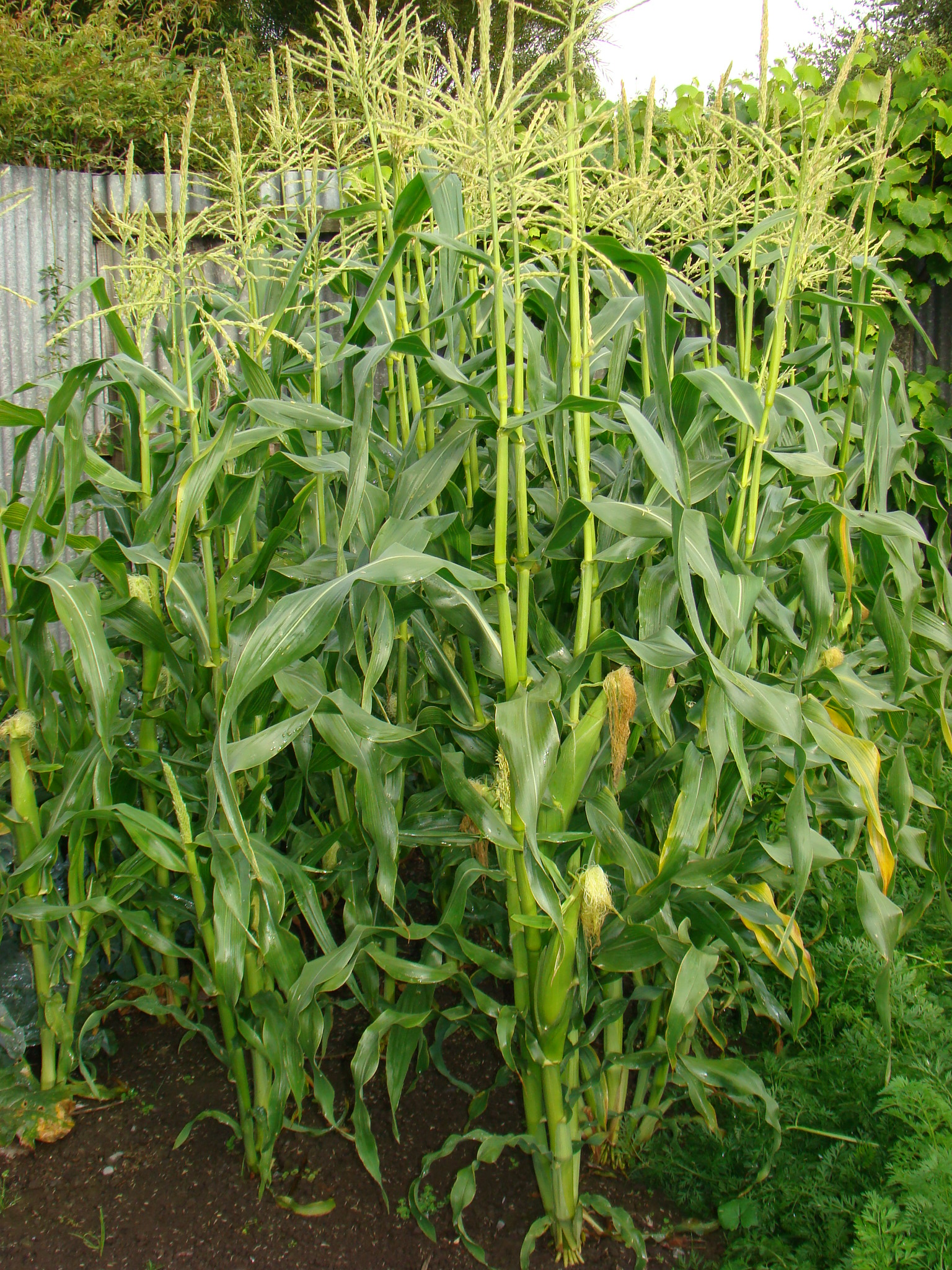 Zea mays 1