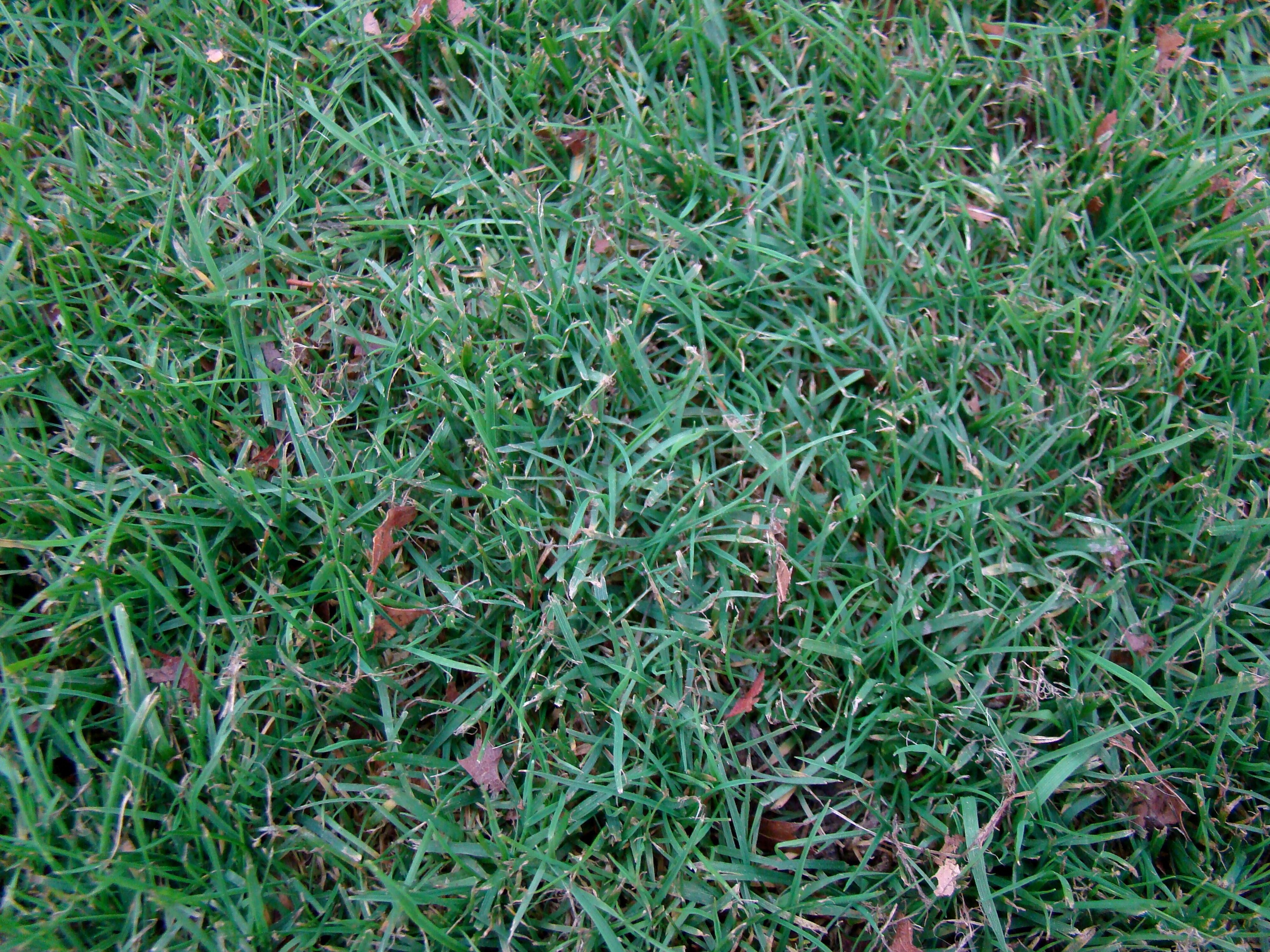 Agrostis capillaris 1