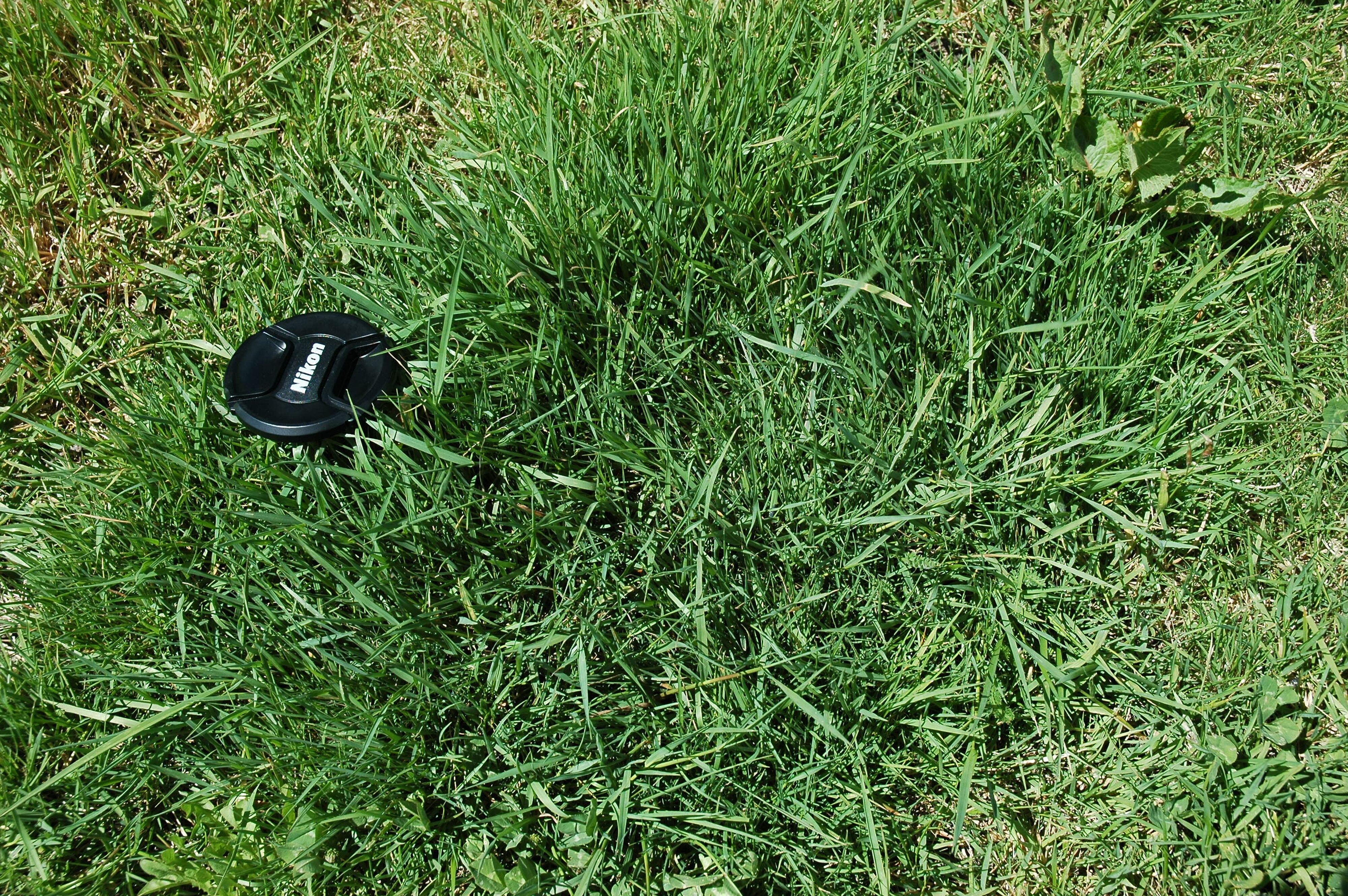 Agrostis spp.browntop