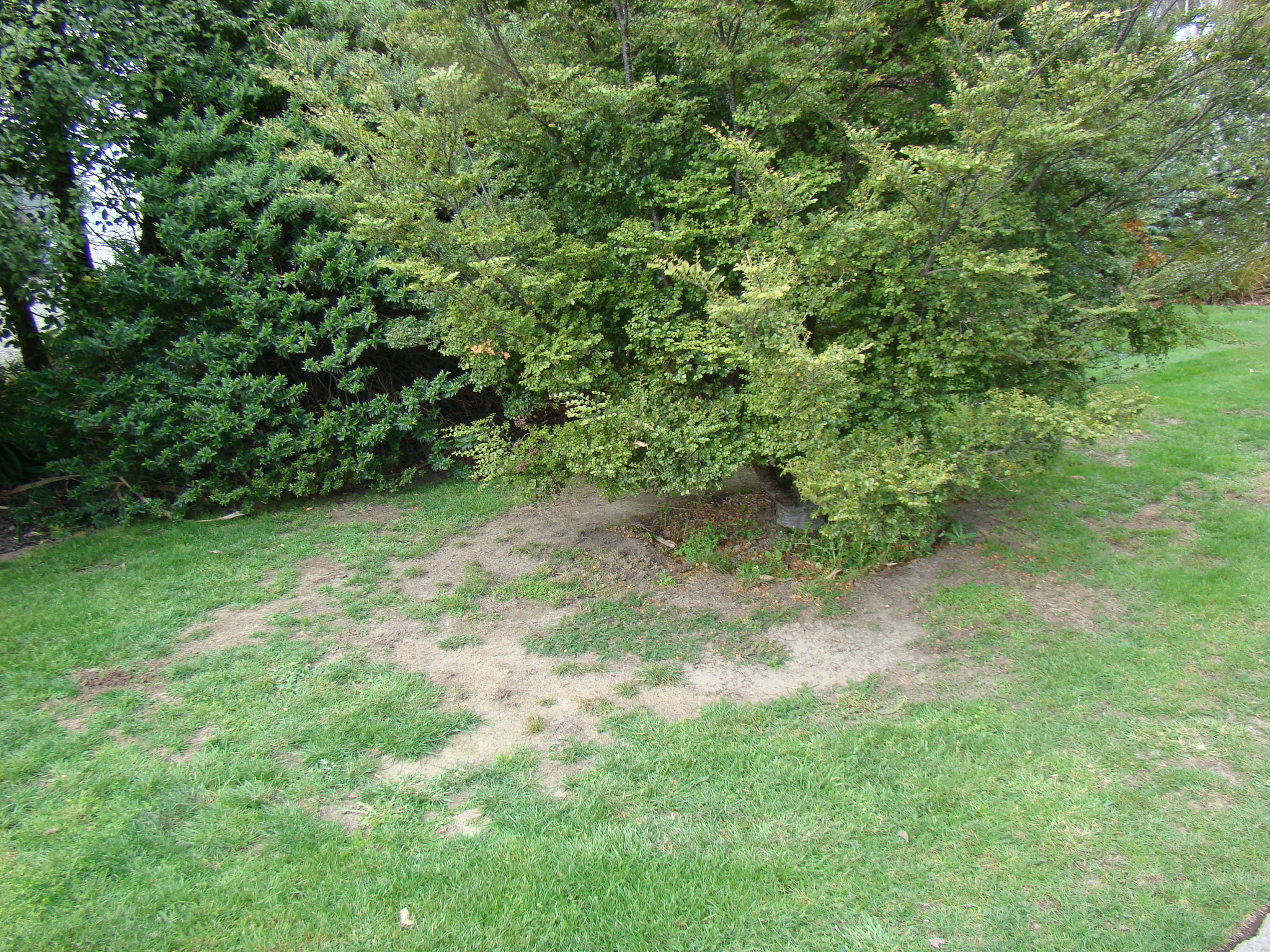 Bare soil and yarrow at base of silver beech
