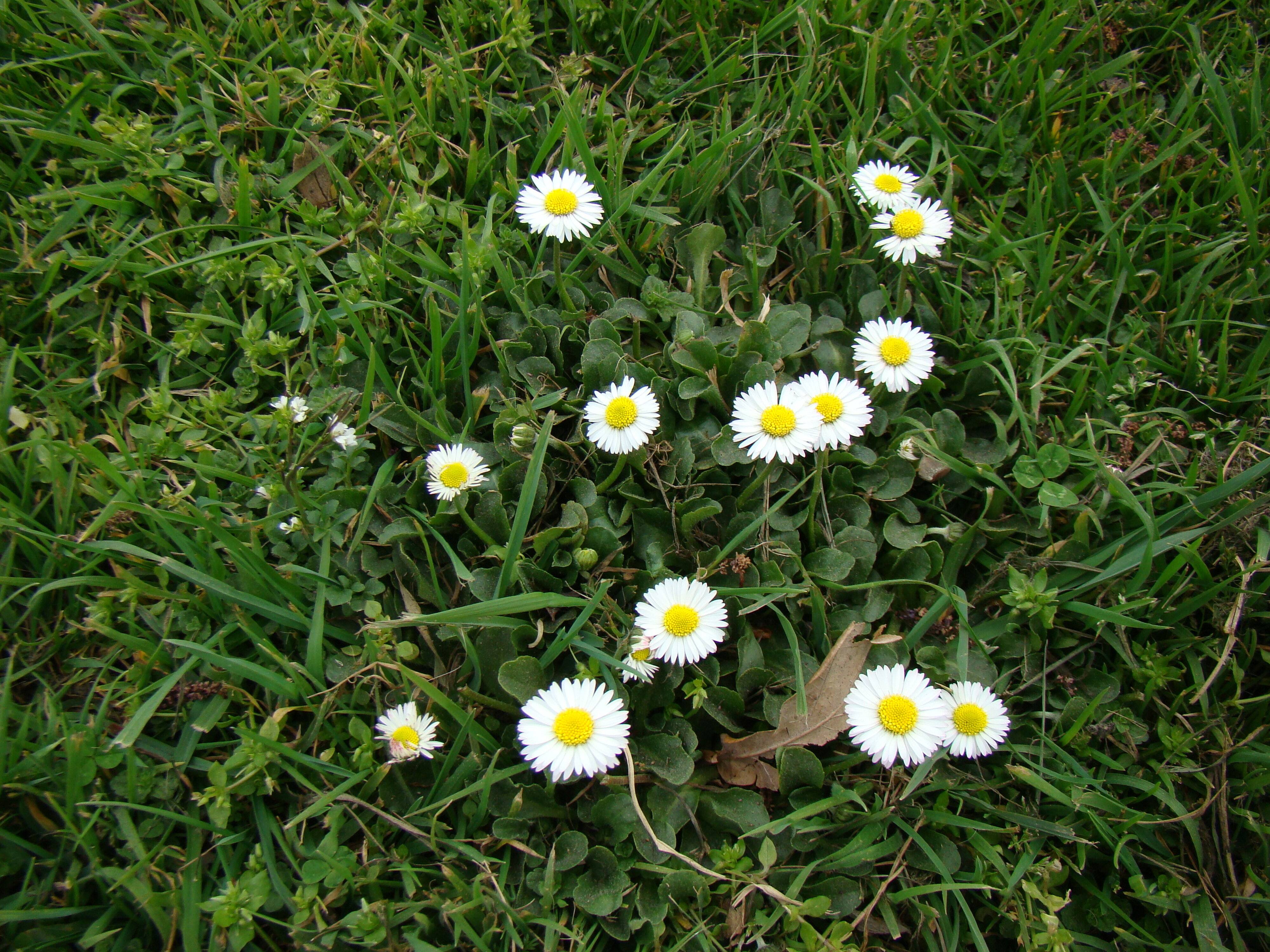 Bellis perennis 1