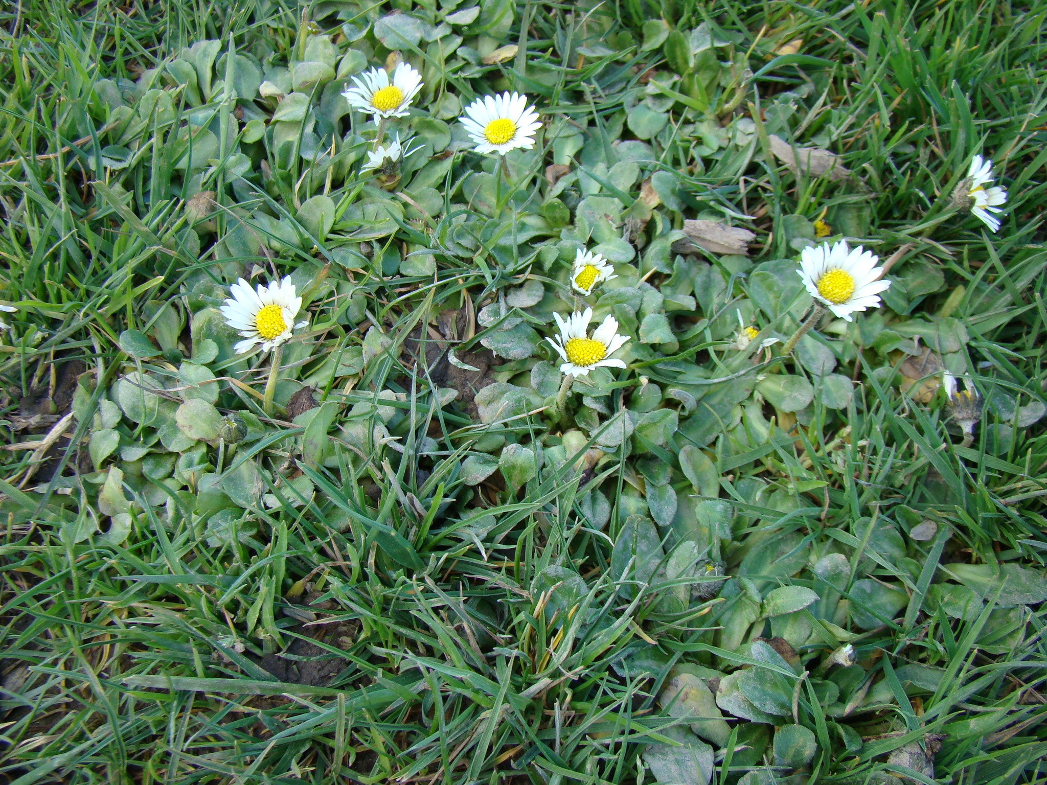 Bellis perennis 2