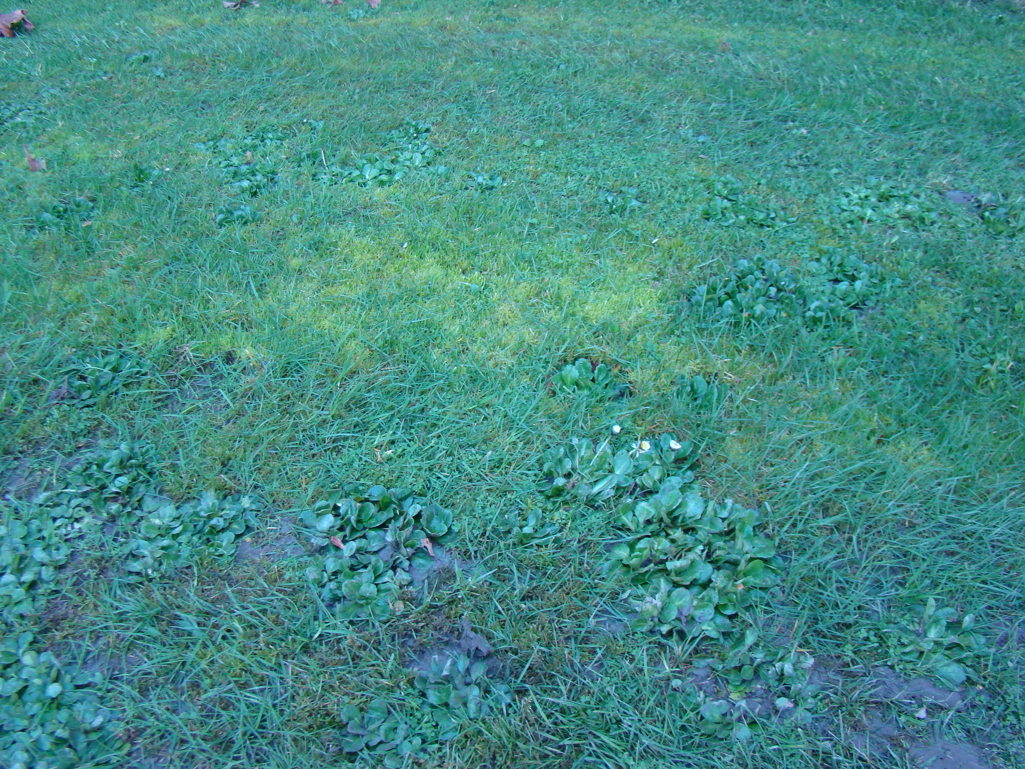 Colour and species variation in lawn 1