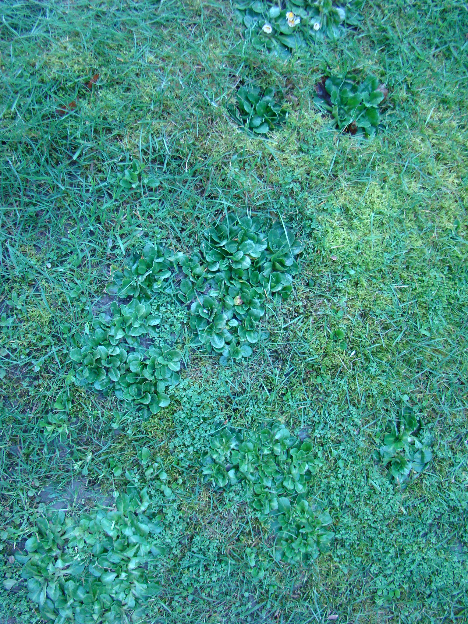 Colour and species variation in lawn 2