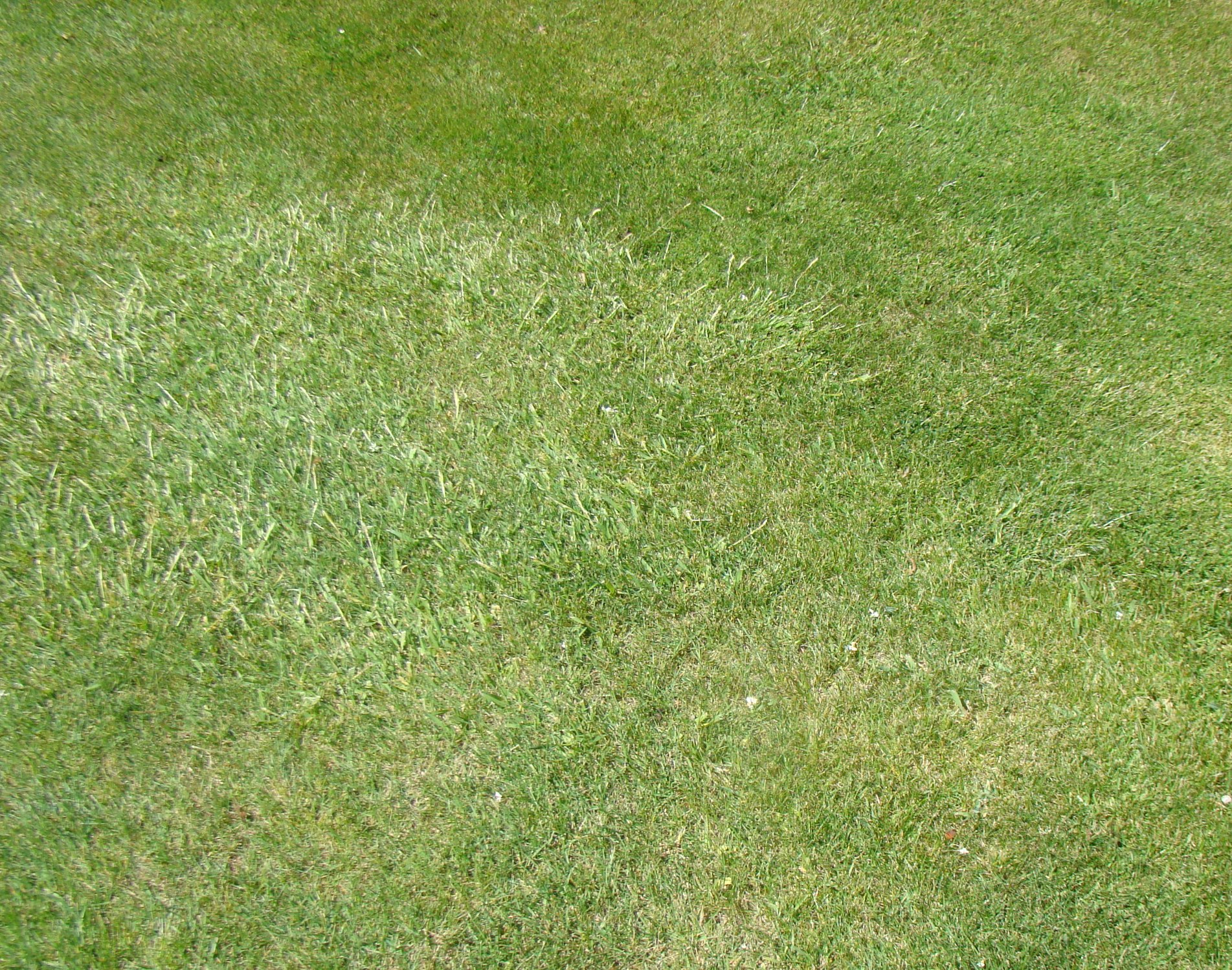 Colour and species variation in lawn 3