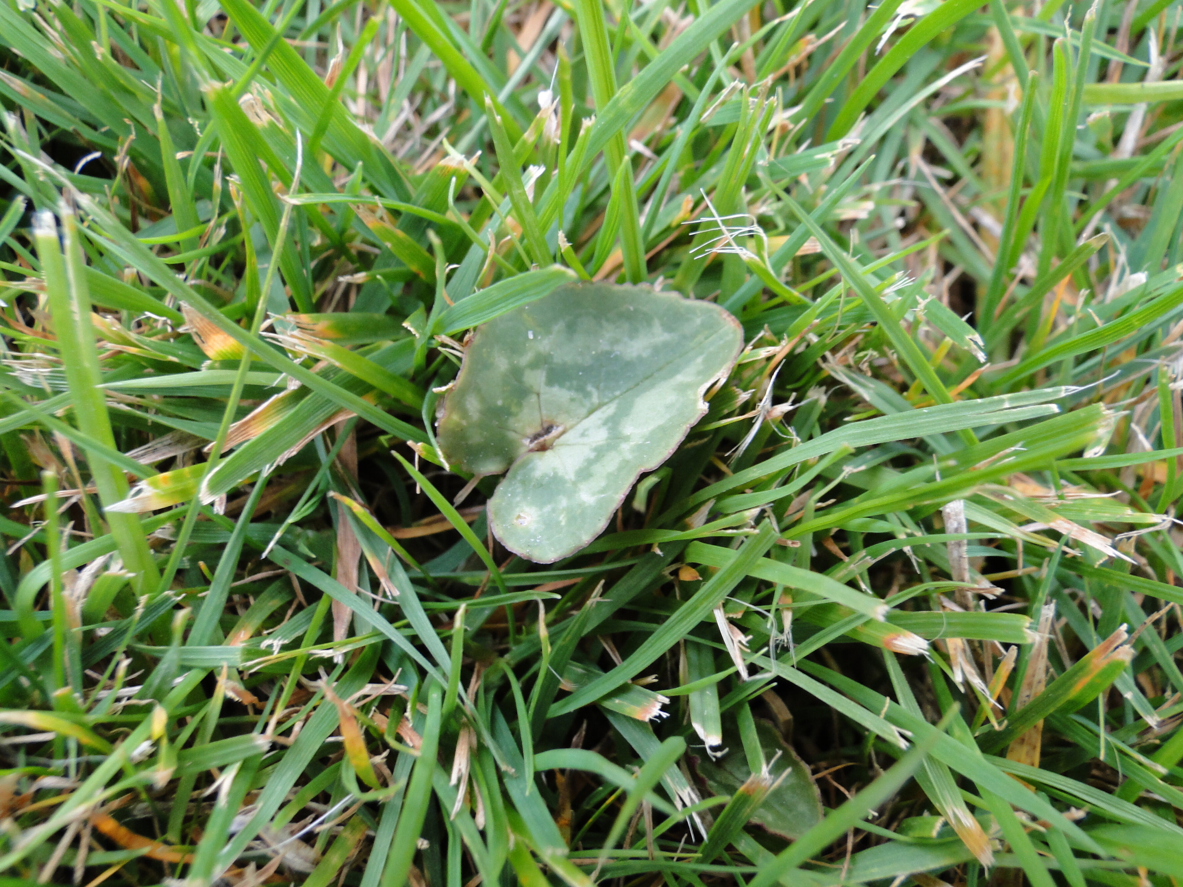 Cyclamen hederifolium lawn weed