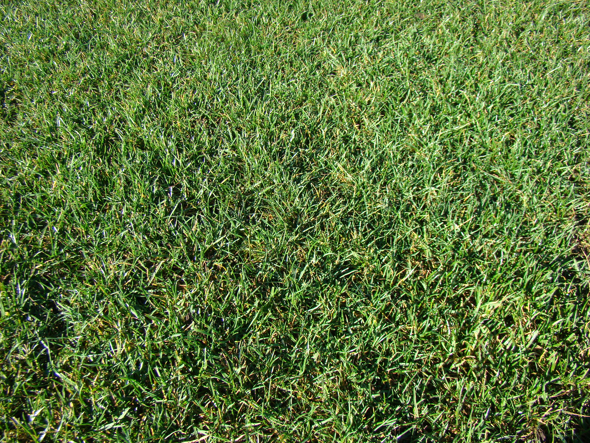 Fine leaved ryegrass 1