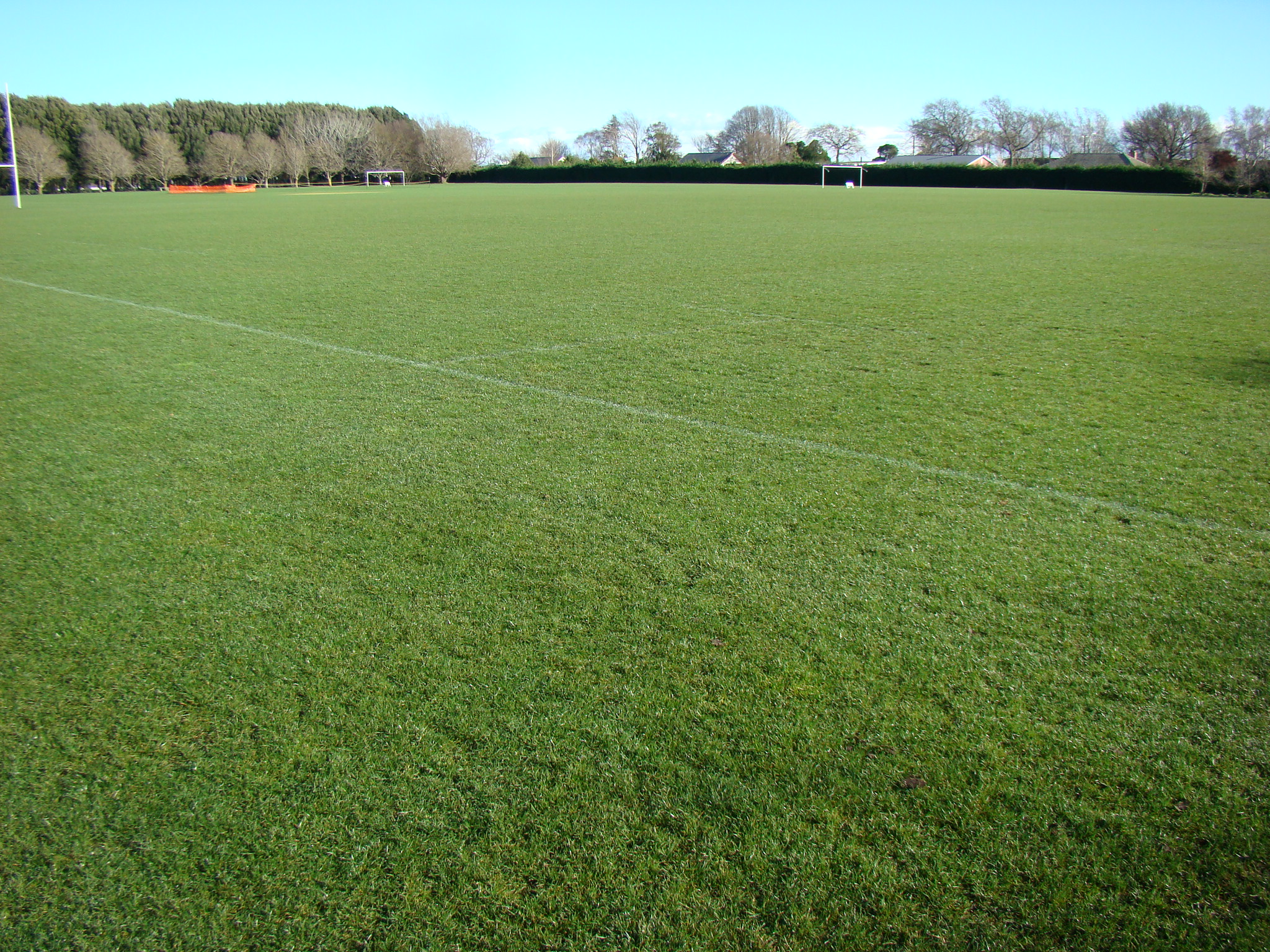Fine leaved ryegrass 2