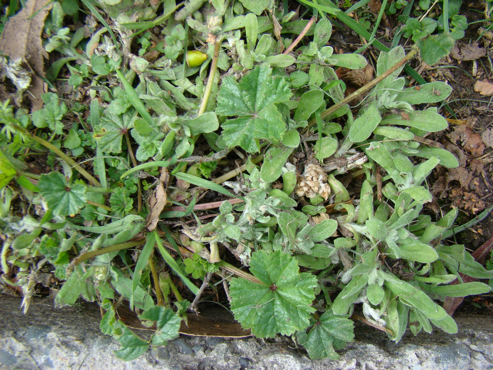 Gnaphalium mallow and nettle mix