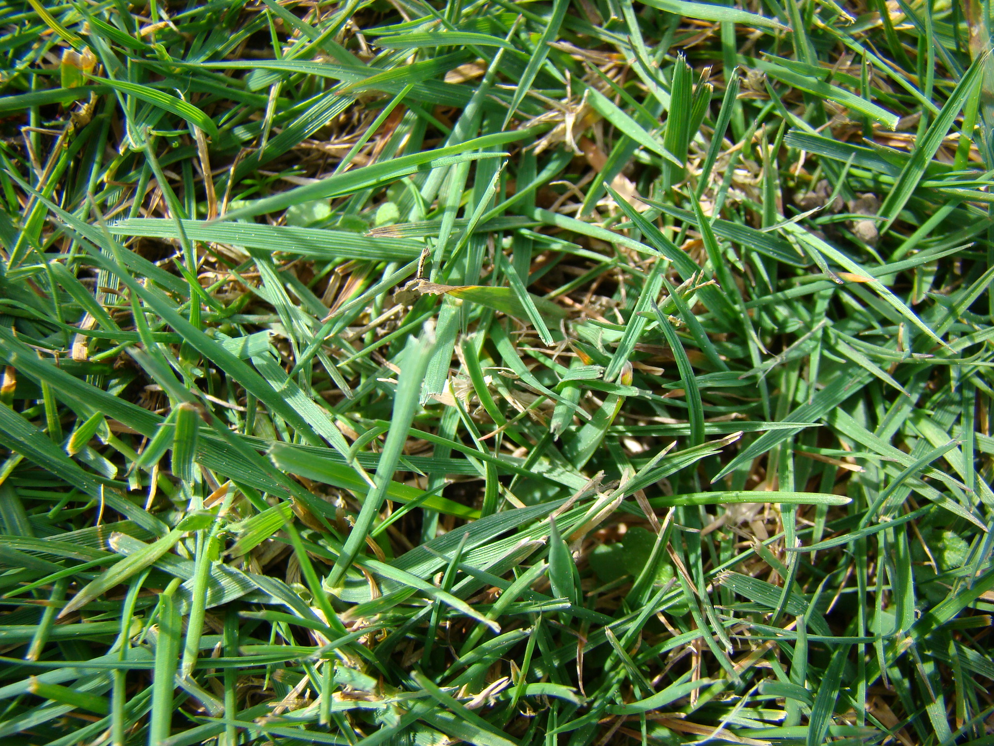 Grass and layer of dying leaves