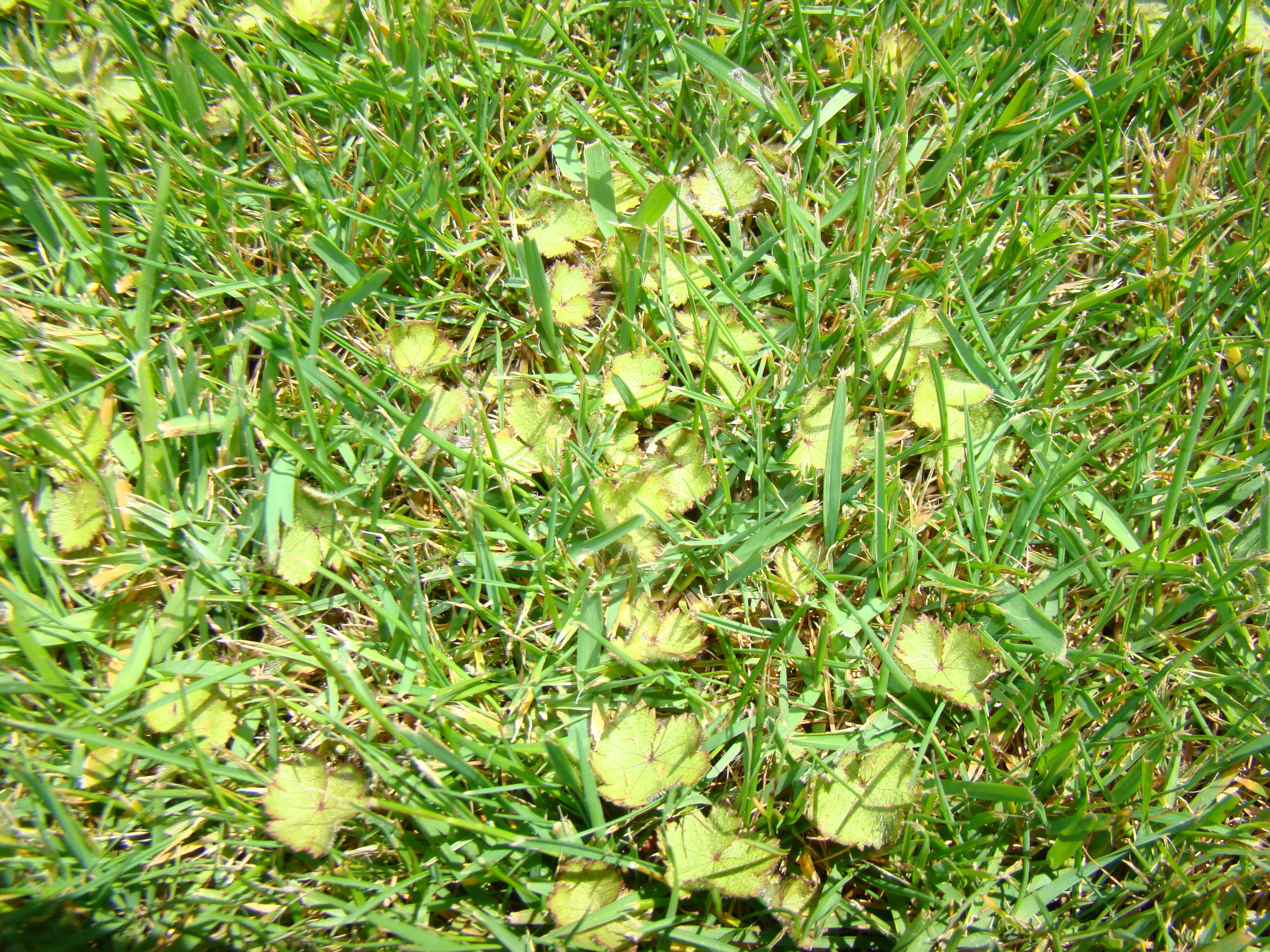 Hydrocotyle elongata