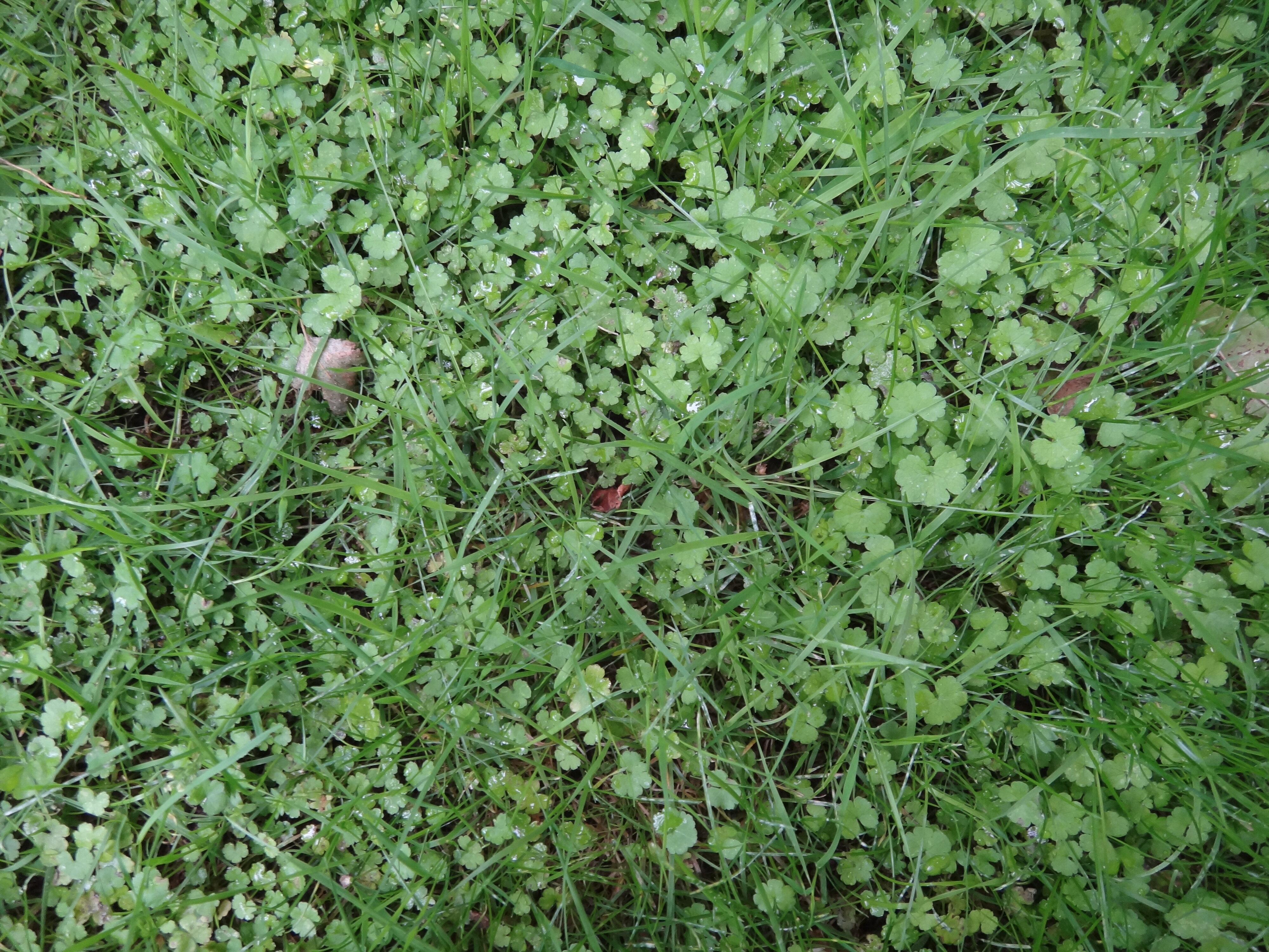 Hydrocotyle heteromeria 1