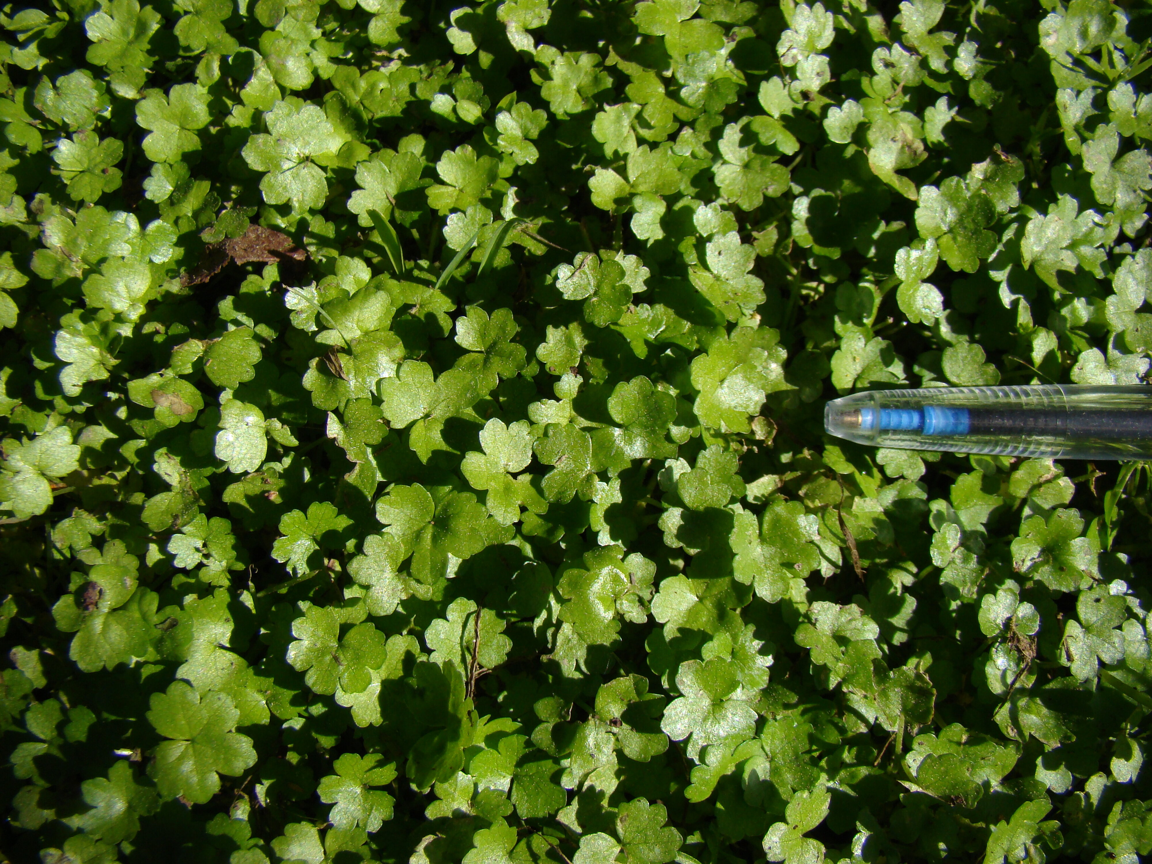 Hydrocotyle heteromeria 2