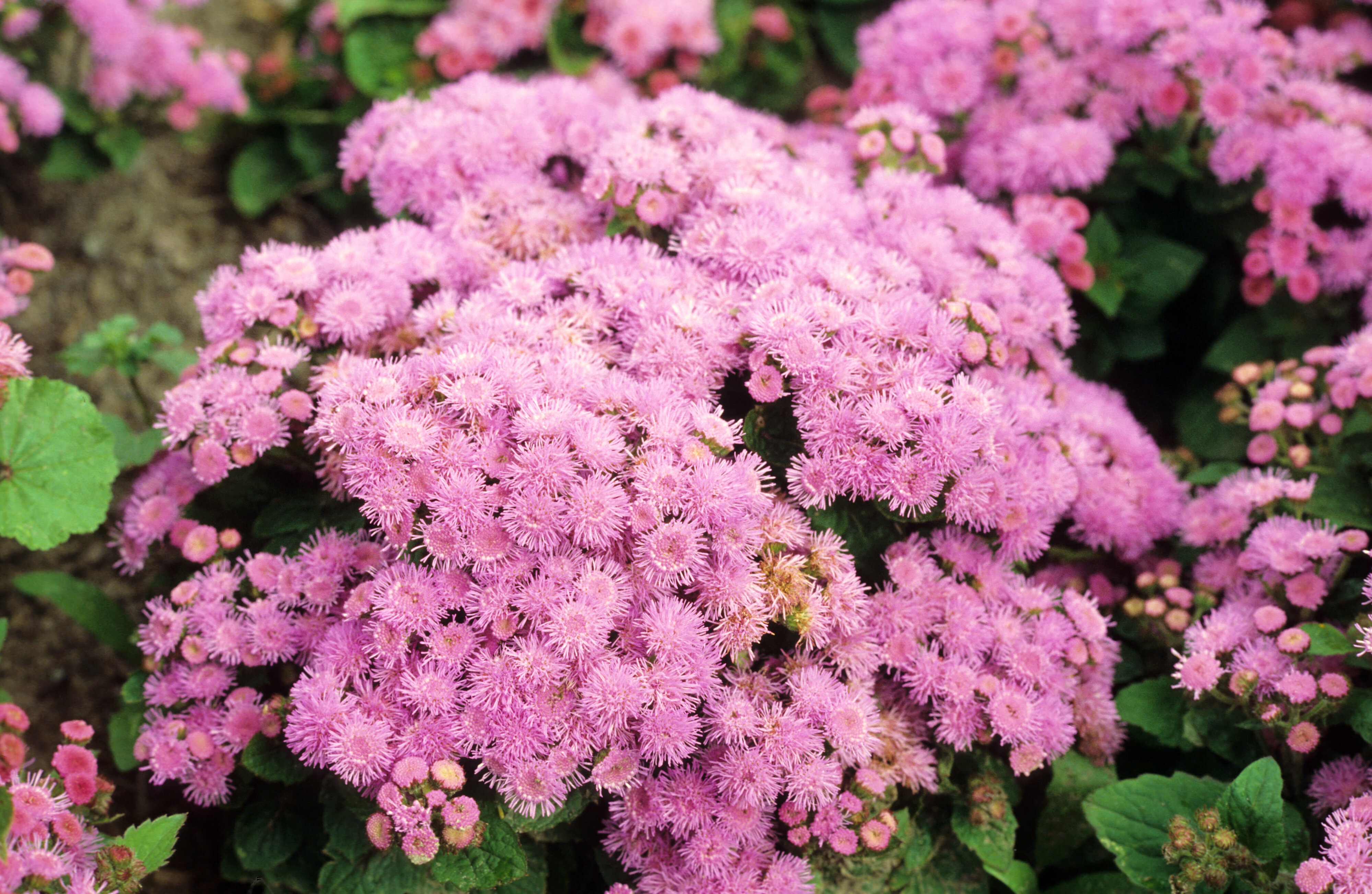 Ageratum houstonianum Blue Blazer