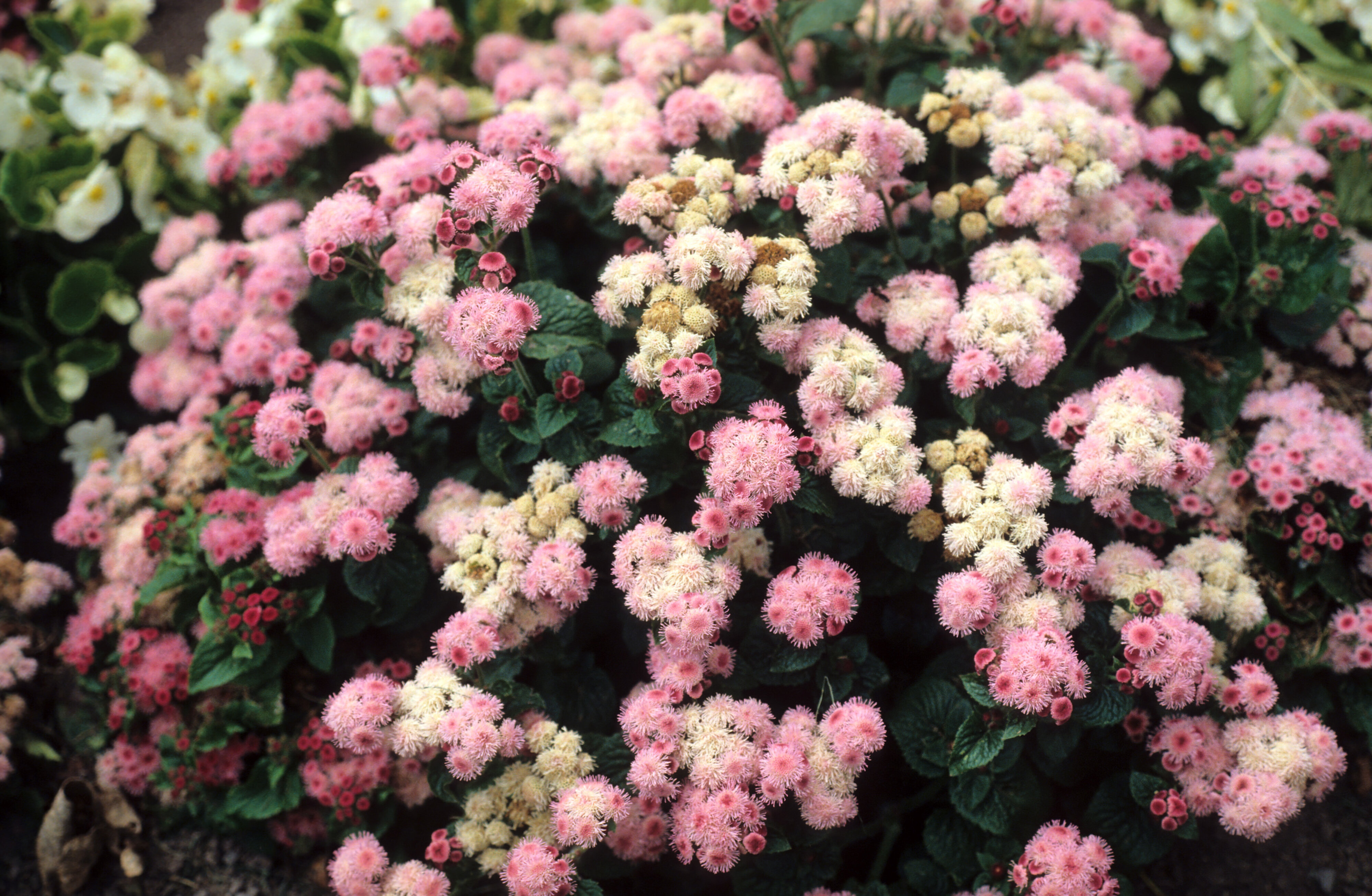Ageratum houstonianum Pinkie