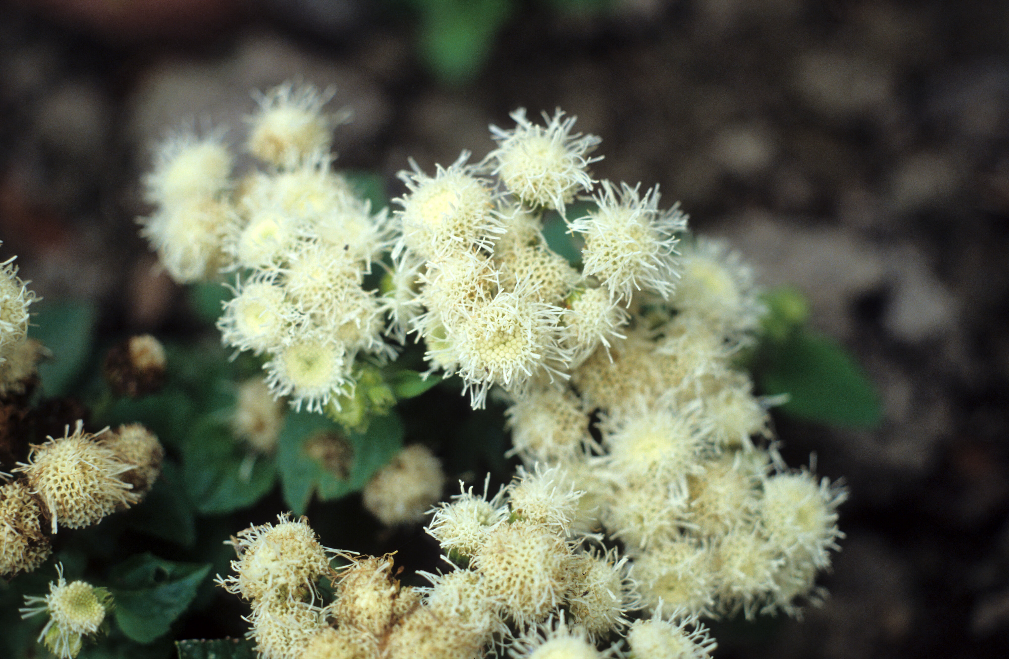 Ageratum houstonianum Spindrift