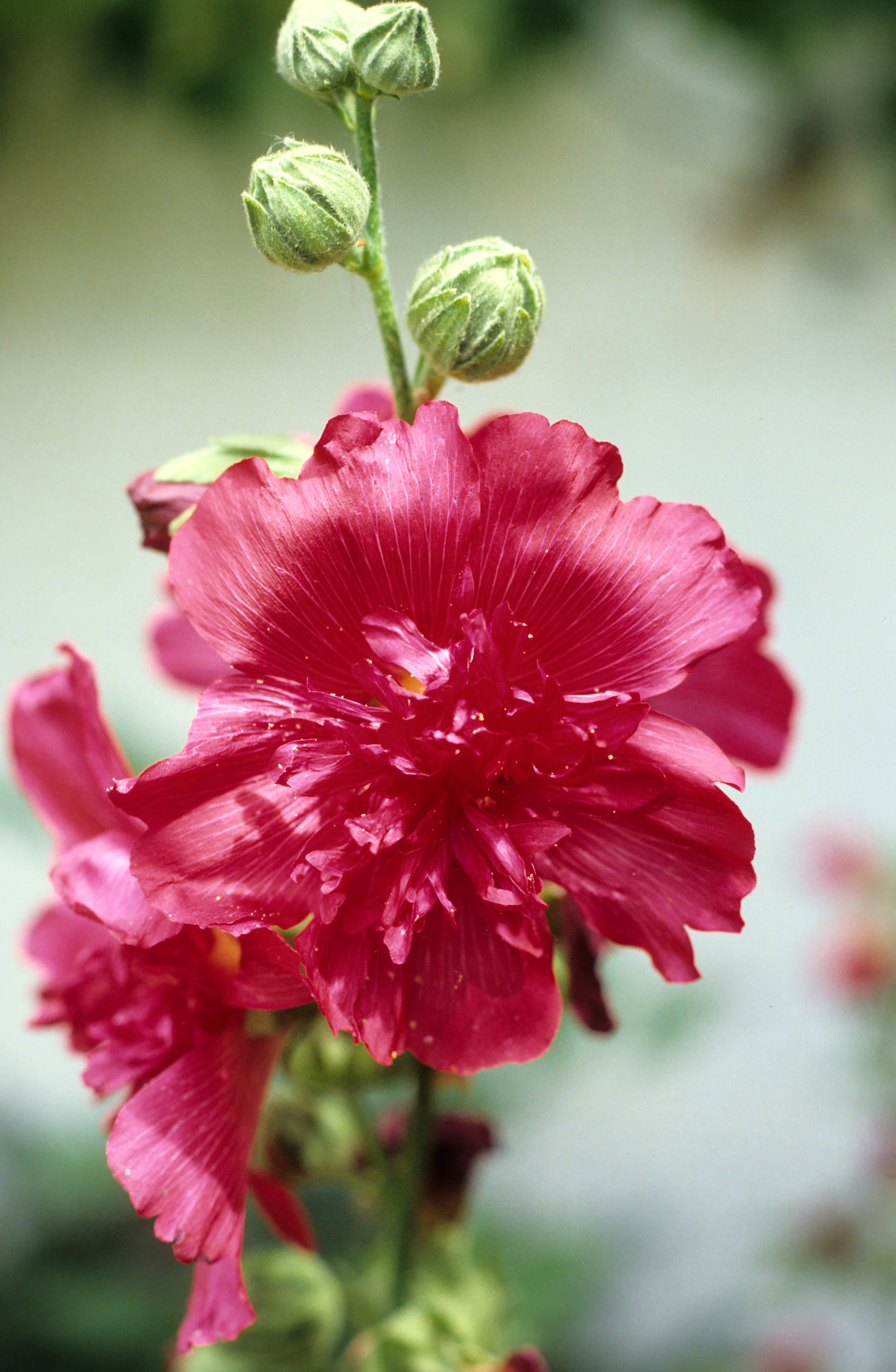 Alcea rosea Majorette Mixed