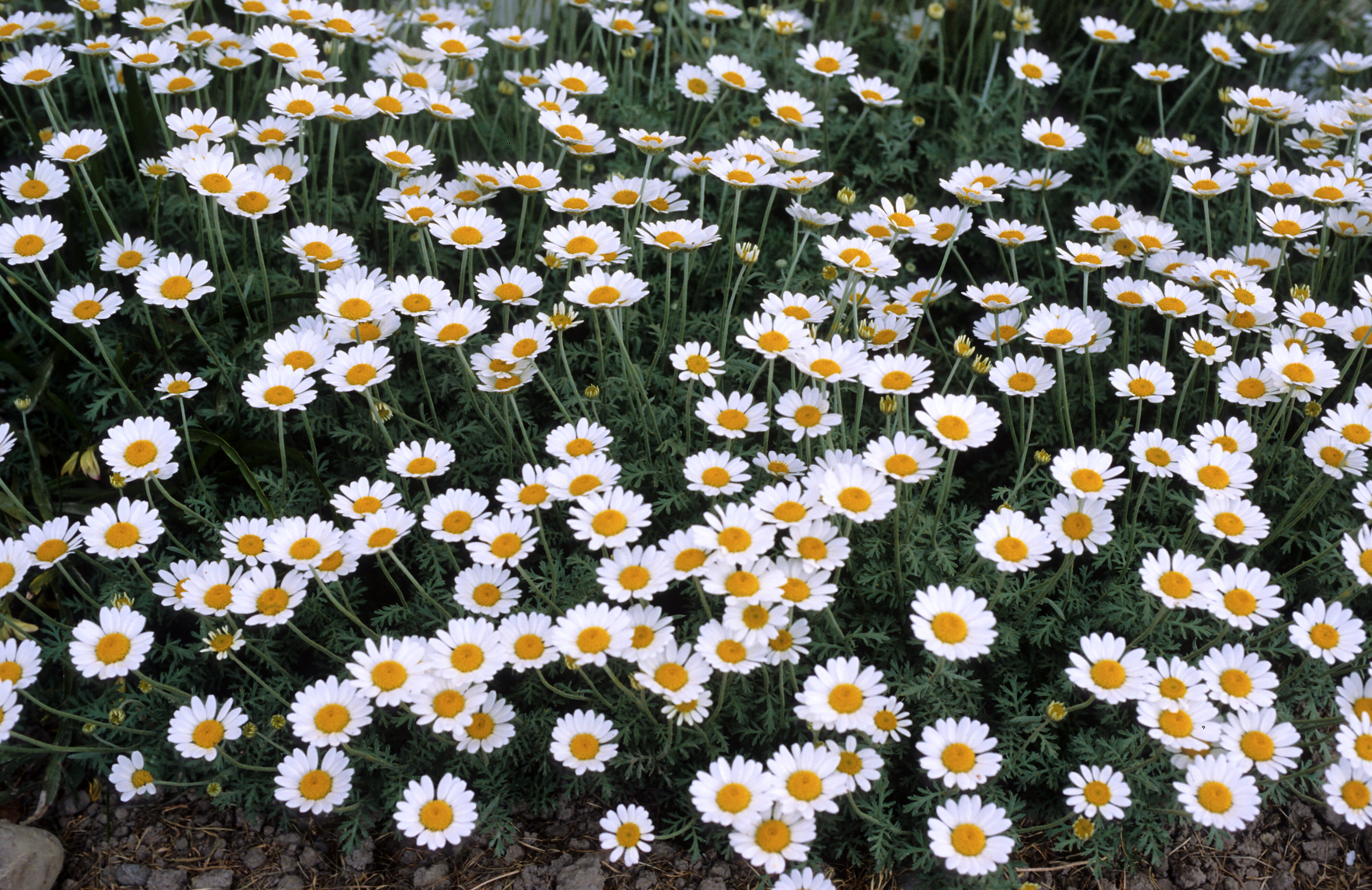 Anthemis cupaniana