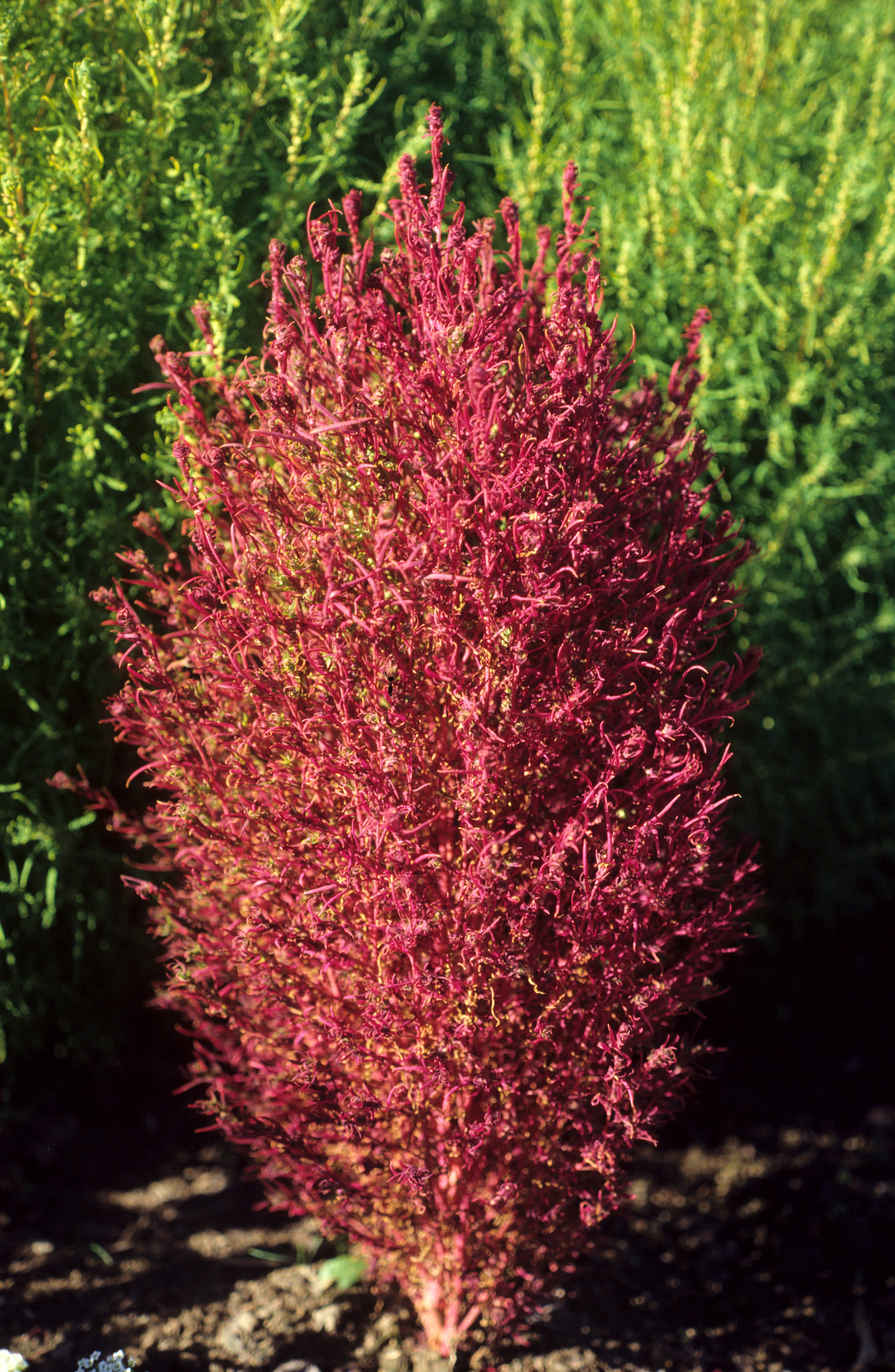 Bassia scoparia Childsii