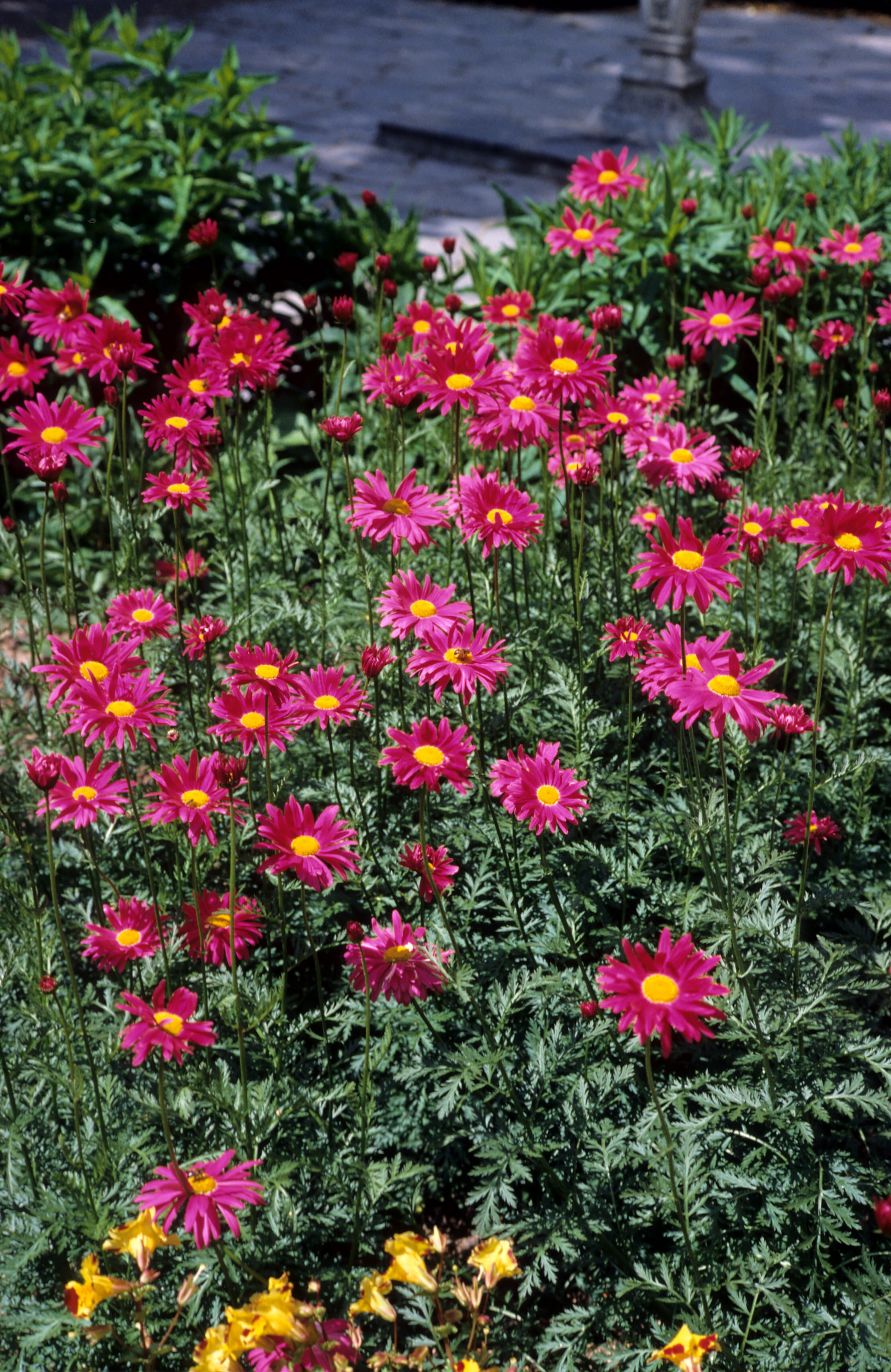 Chrysanthemum coccineum