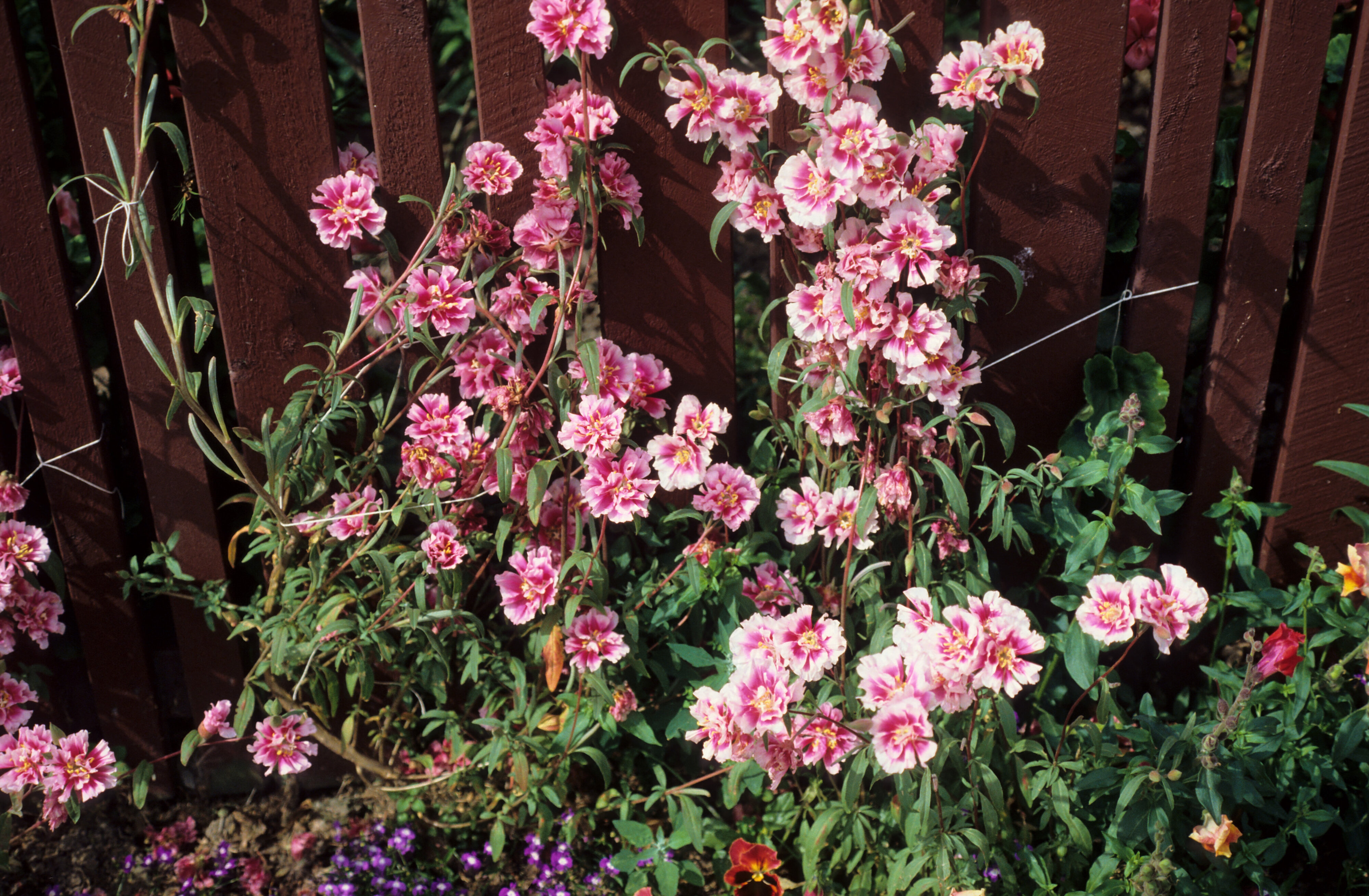 Clarkia amoena Godetia