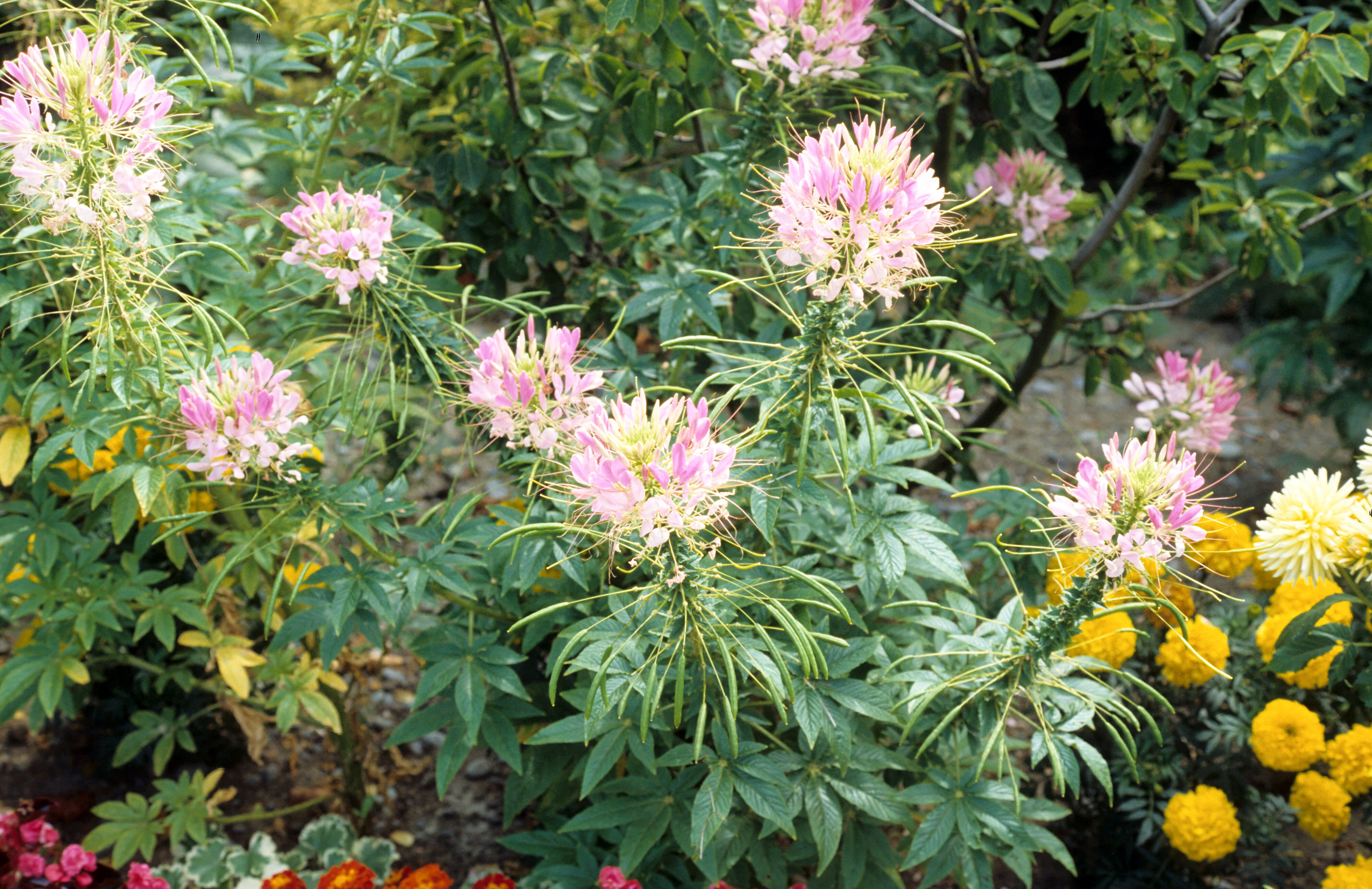 Cleome hassleriana Pink Queen 1